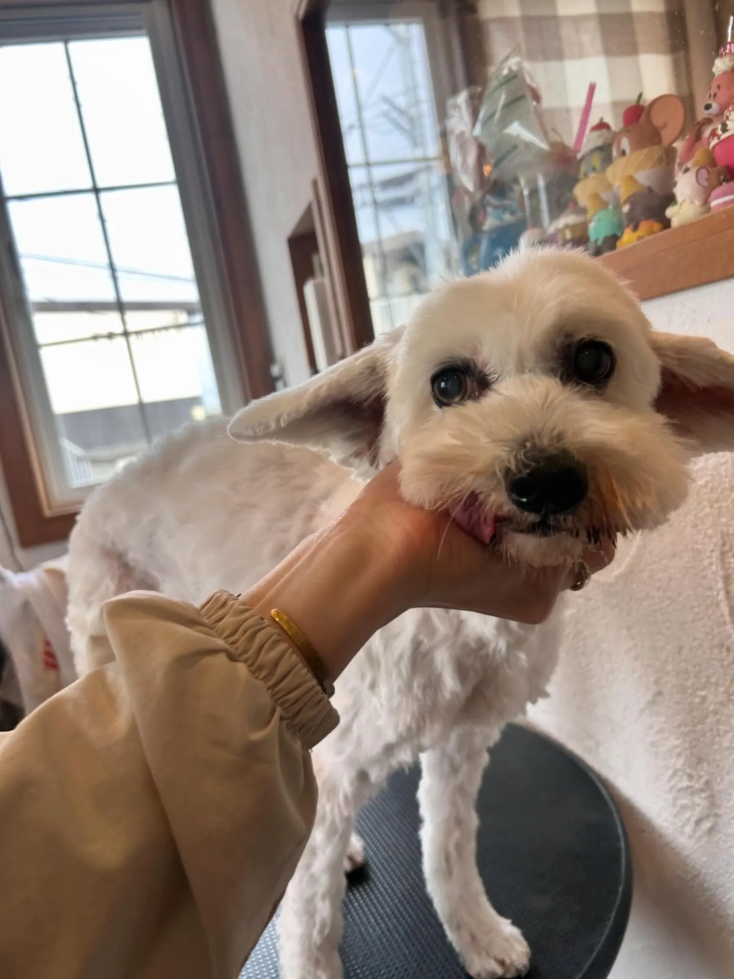 🥰🐩 トリミングサロンでかわいいワンちゃんたちがいっぱい！🌟...