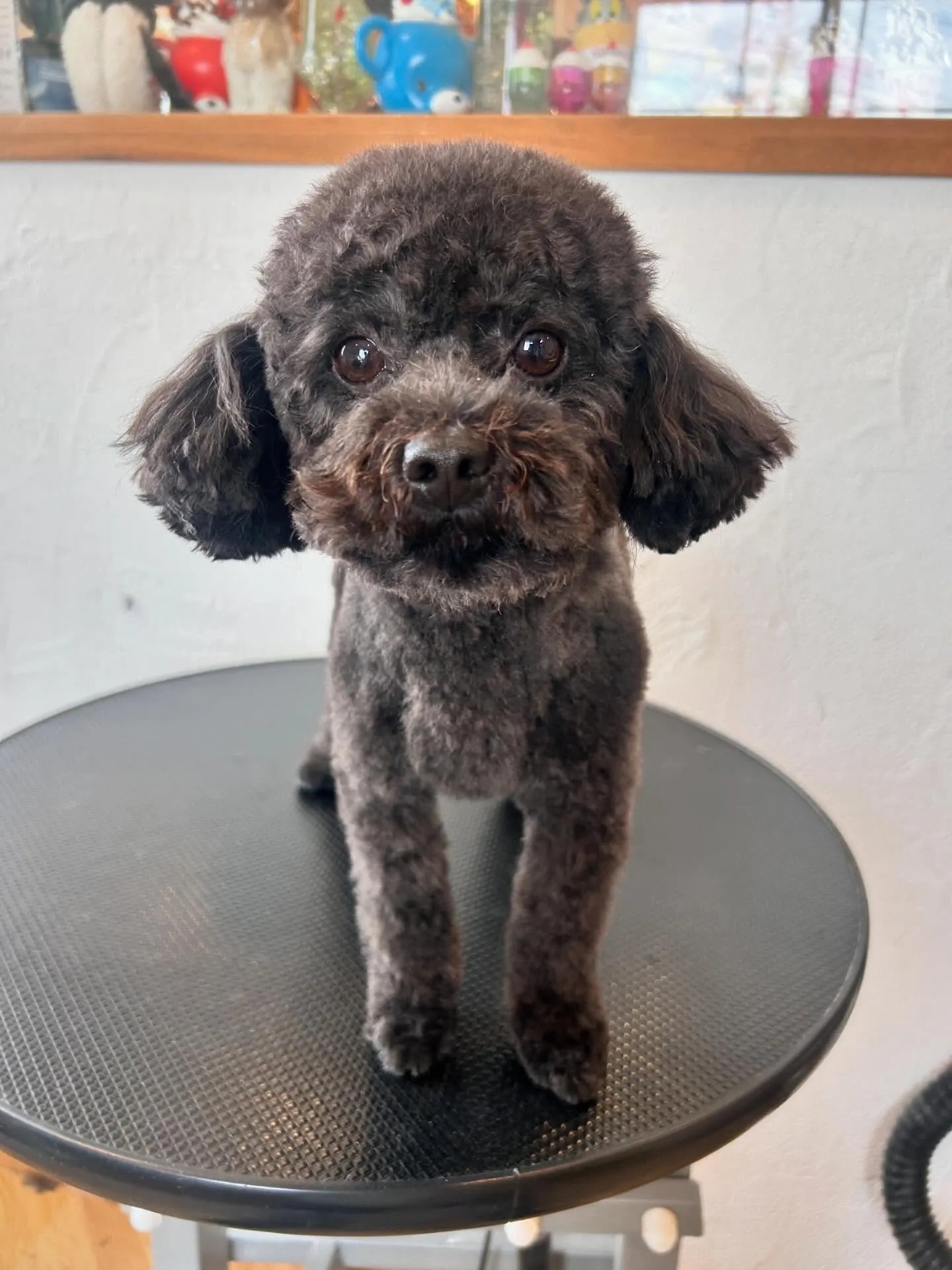 プードルのプーちゃんが来店🐩✨