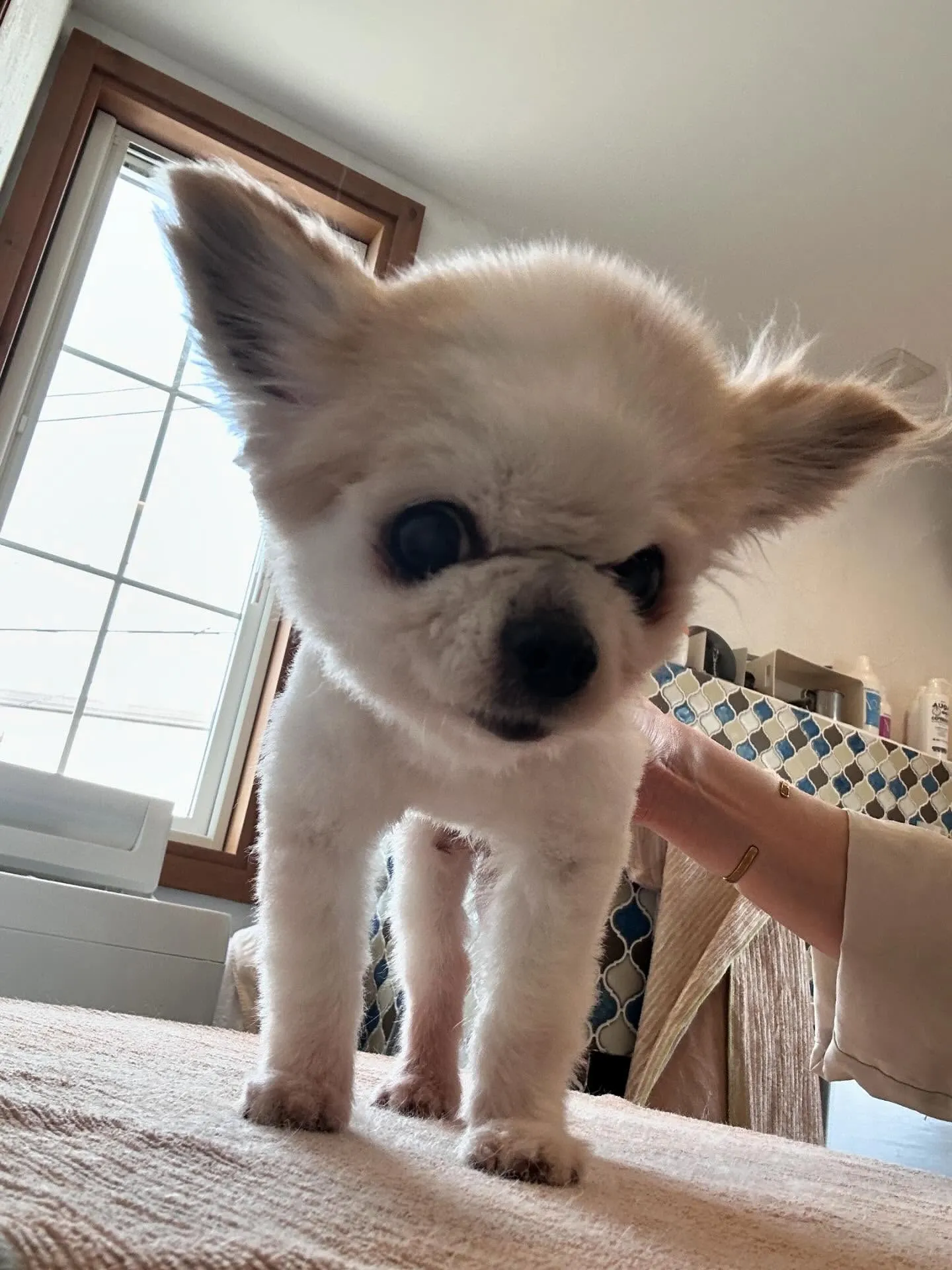 プードルのプーちゃんが来店🐩✨