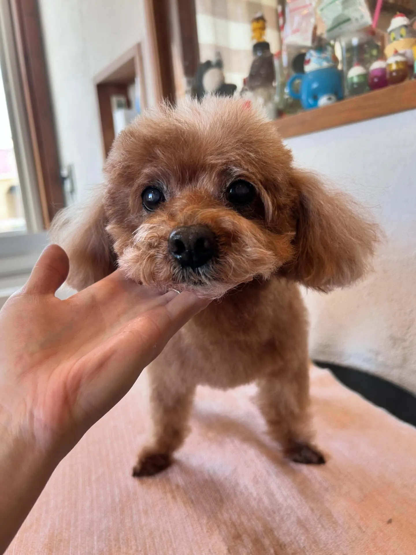 わんちゃんたちが遊びに来てくれました🐾✨