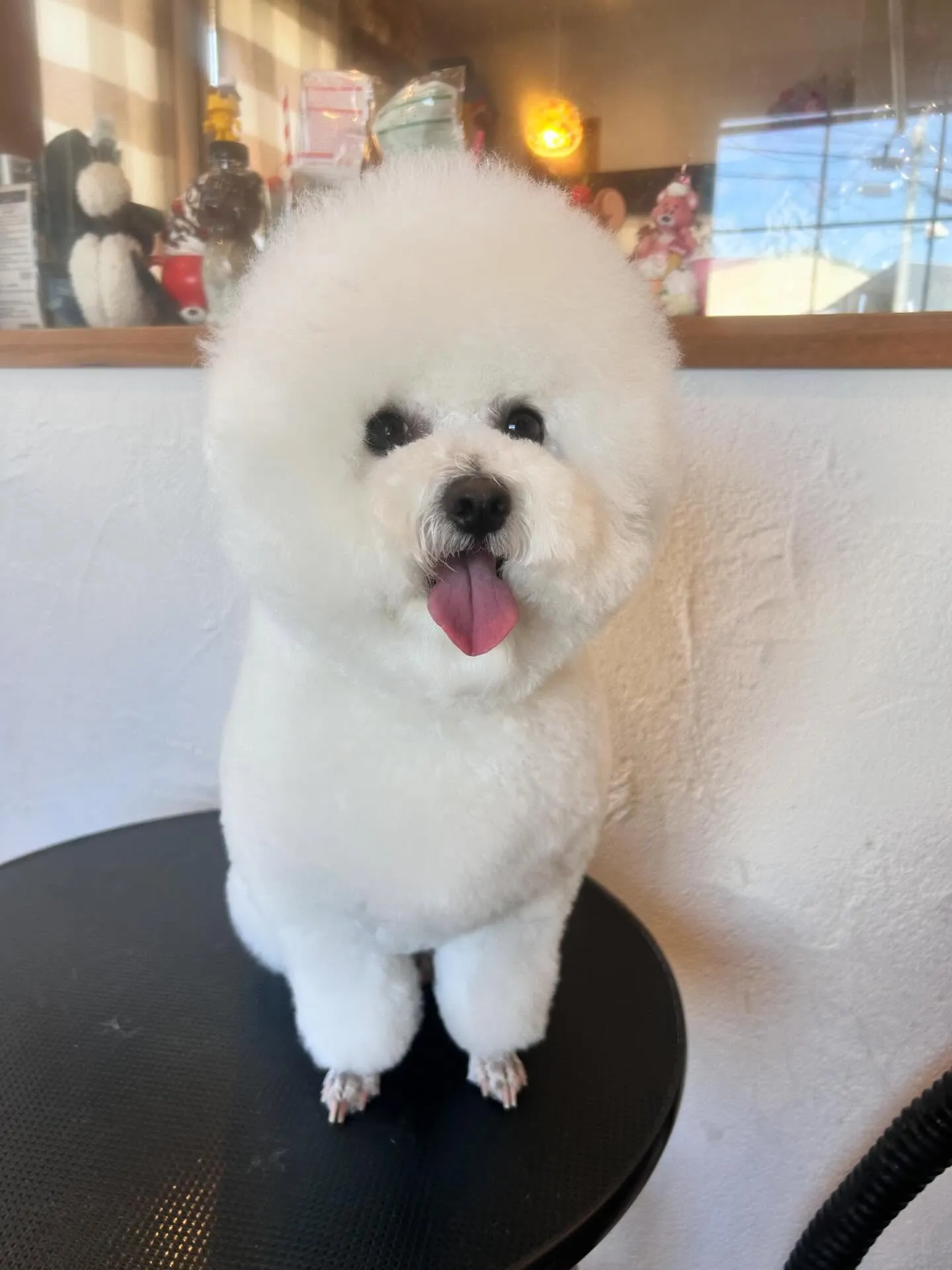 わんちゃんたちが遊びに来てくれました🐾✨