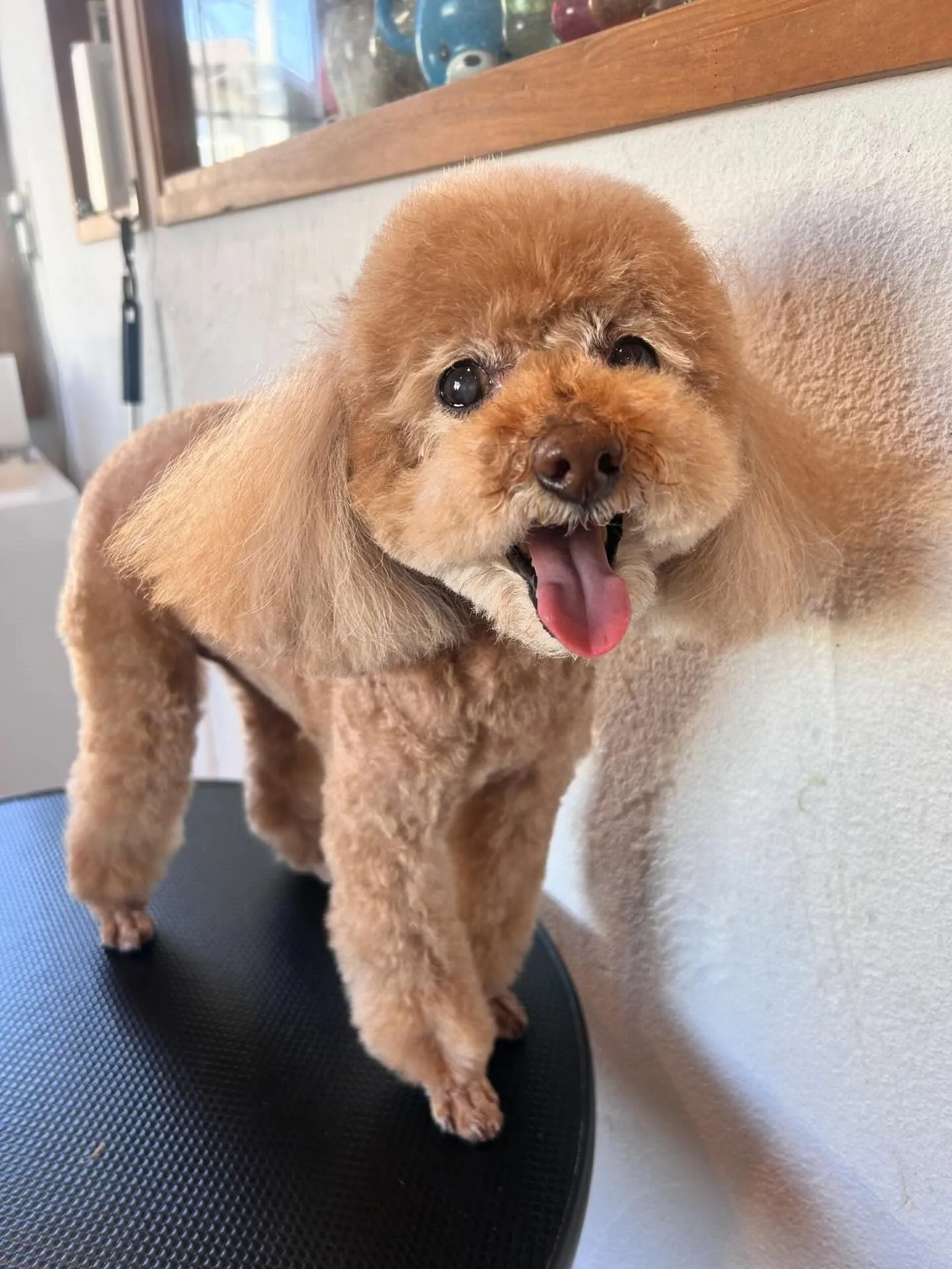 わんちゃんたちが遊びに来てくれました🐾✨