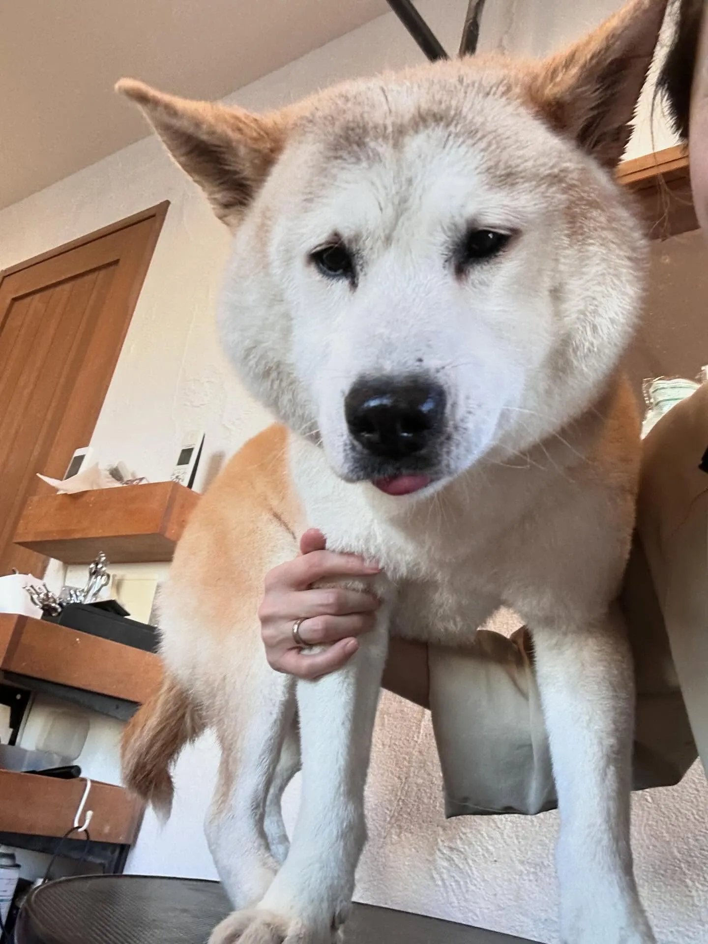 わんちゃんたちが遊びに来てくれました🐾✨