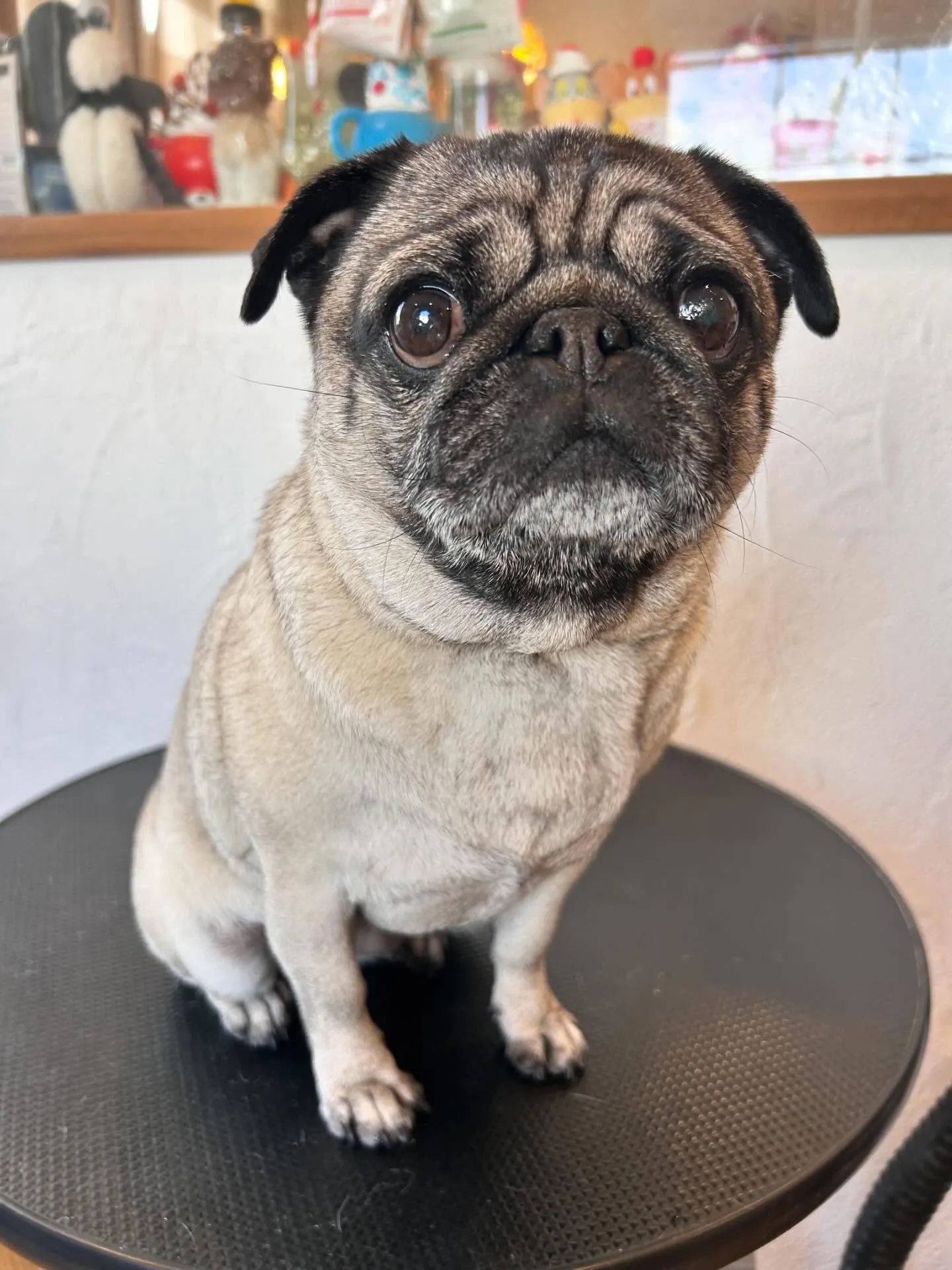 🐶✨素敵なワンちゃんたちがトリミングに来てくれました!