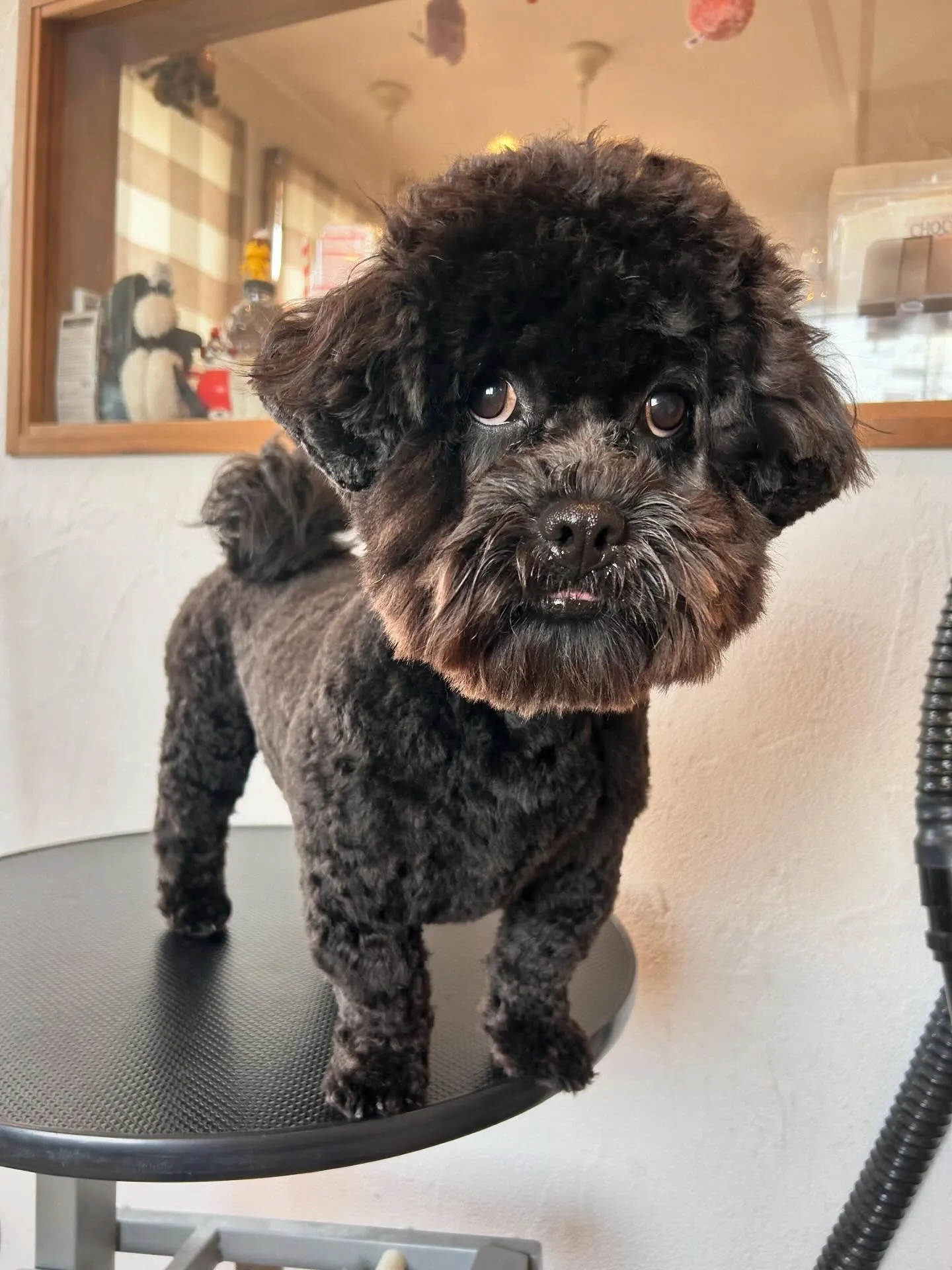 🐶✨素敵なワンちゃんたちがトリミングに来てくれました!