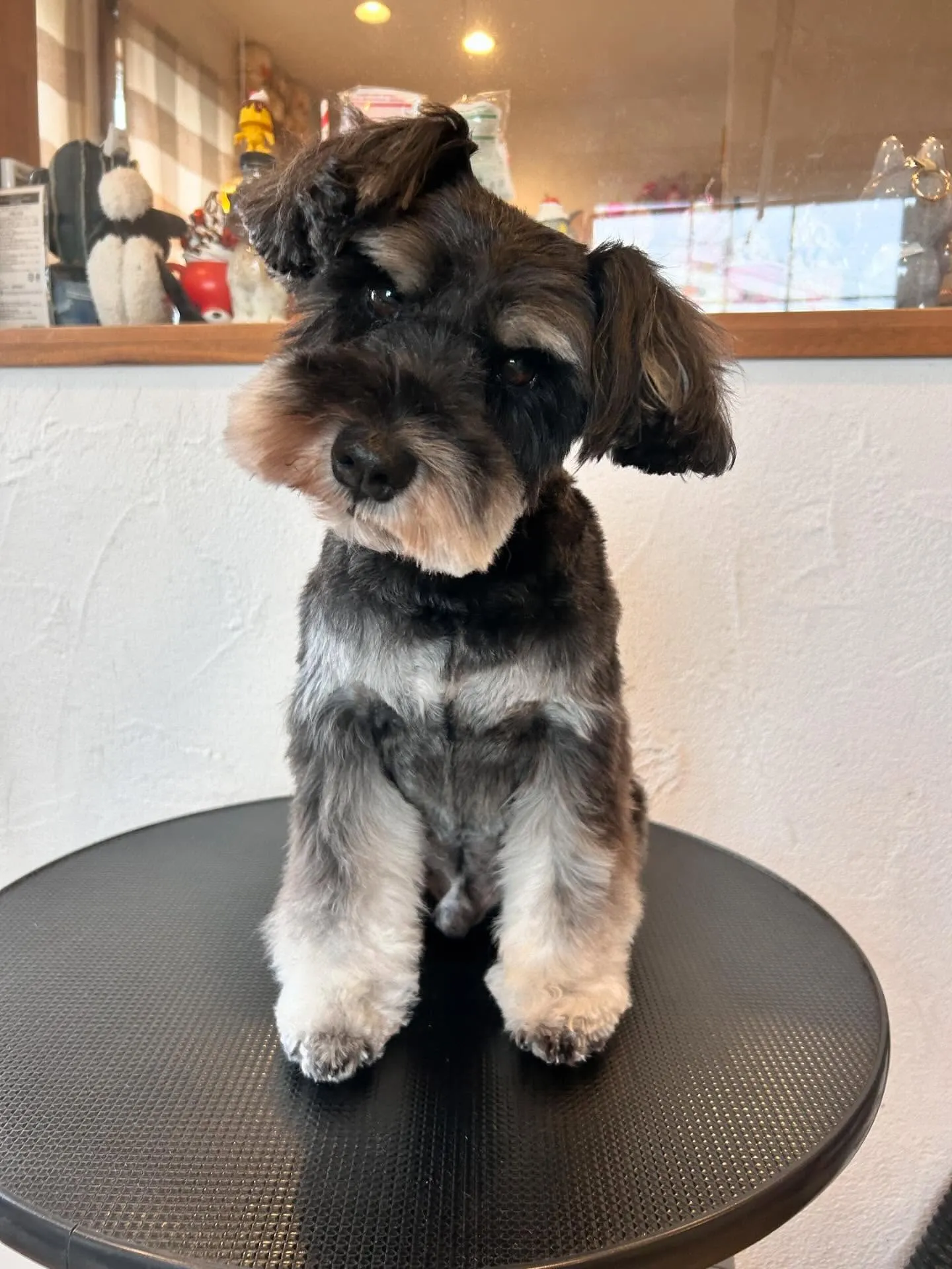 🐶✨素敵なワンちゃんたちがトリミングに来てくれました!