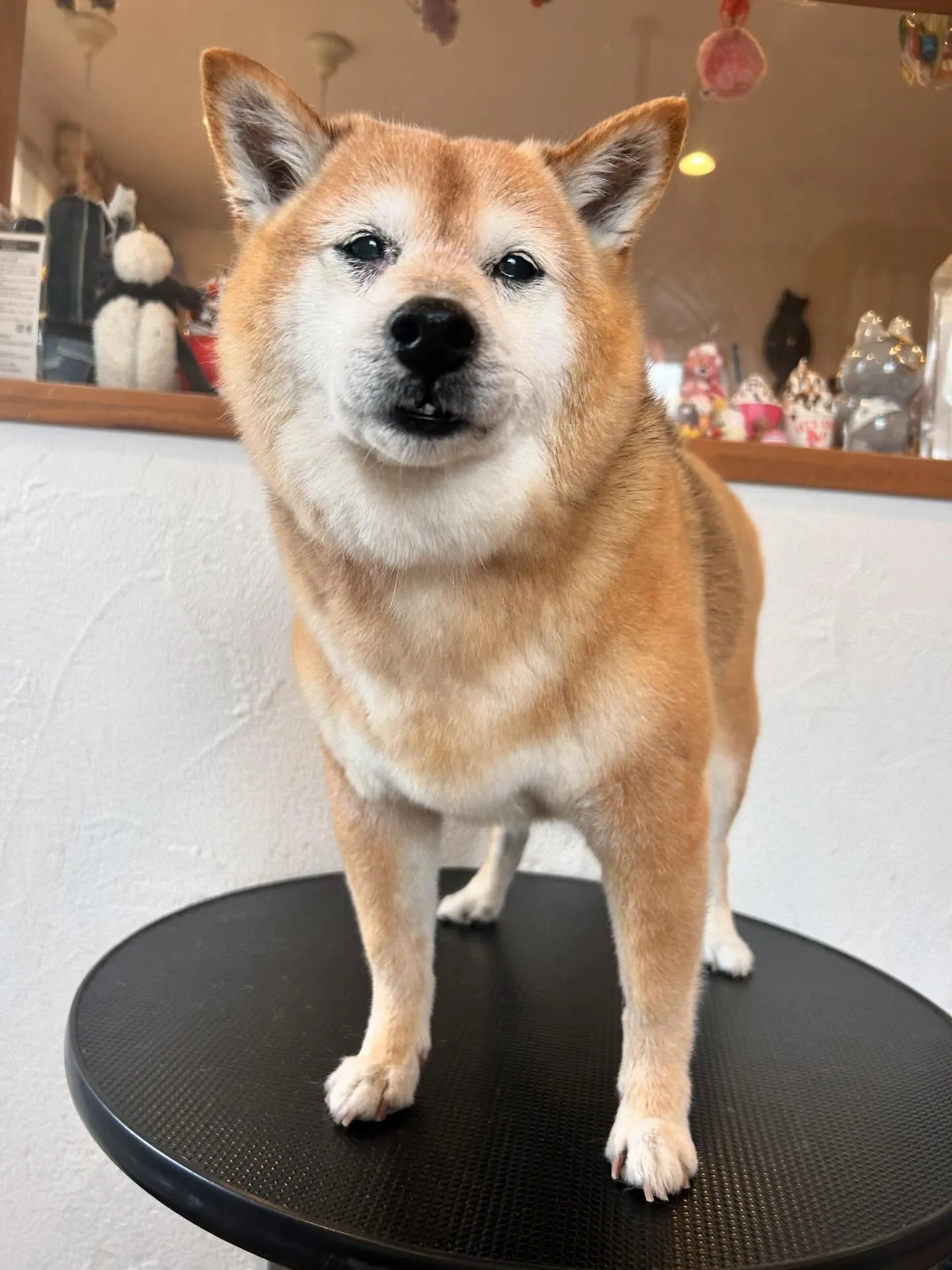 たくさんのお友達をご紹介します✨