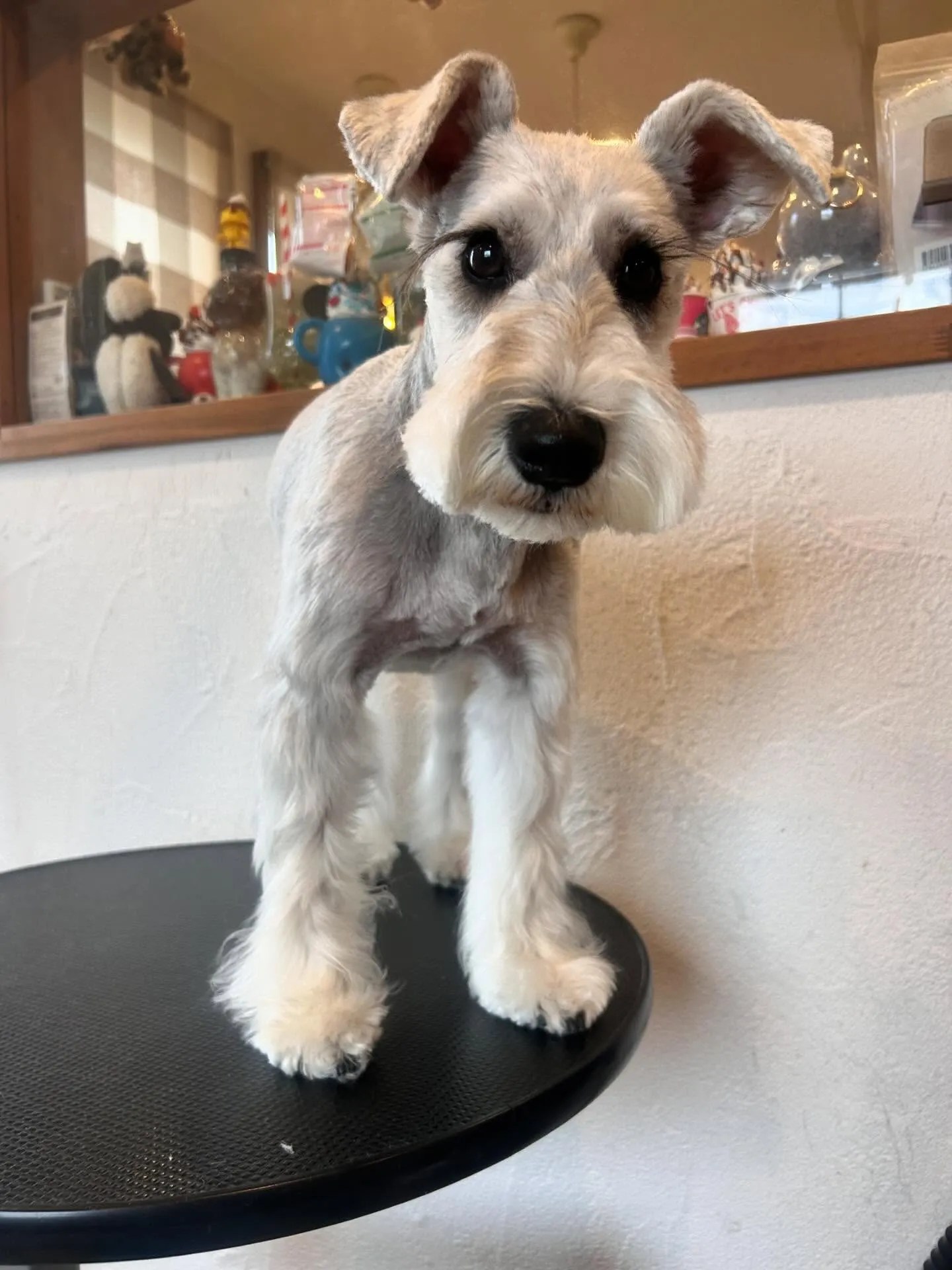 たくさんのお友達をご紹介します✨