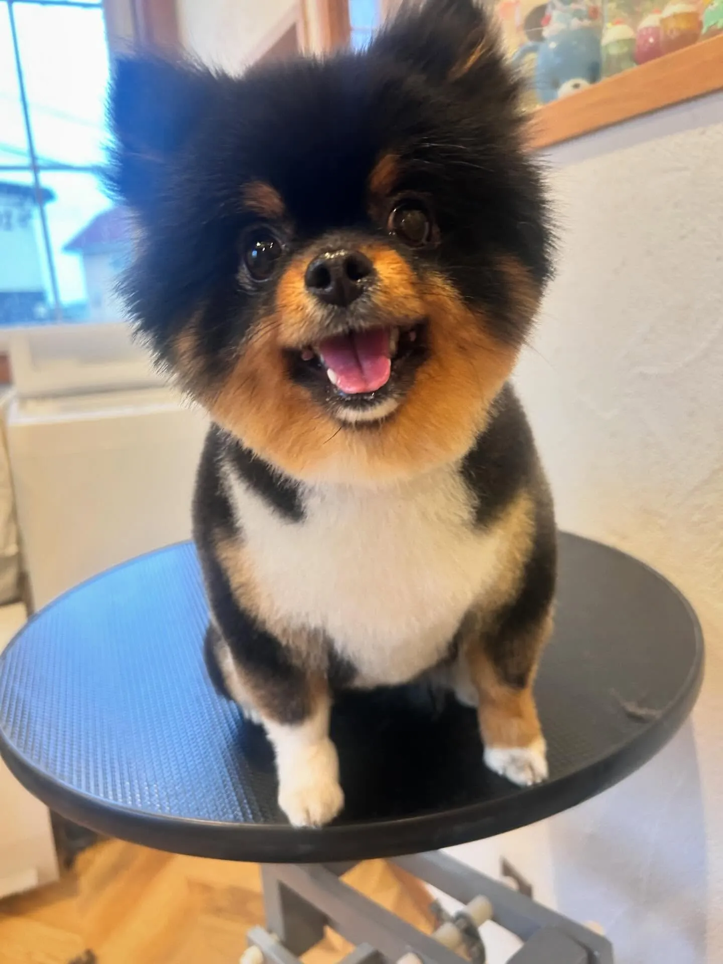 たくさんのお友達をご紹介します✨