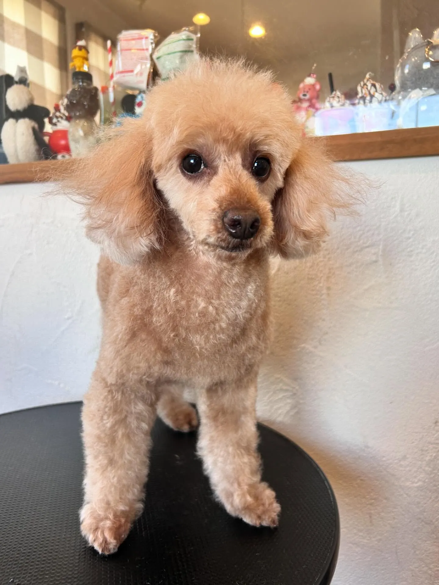 かわいいワンちゃんたちがトリミングに来てくれました✨