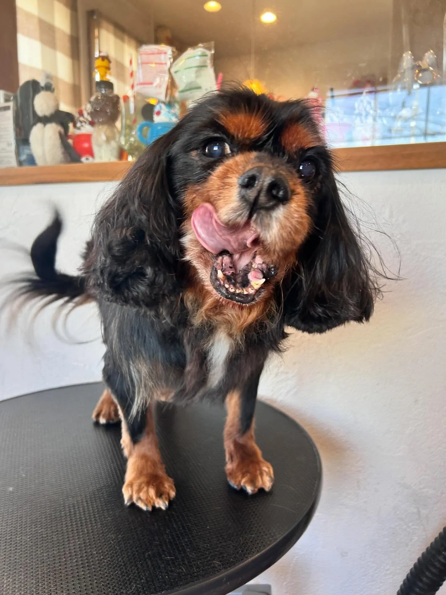 かわいいワンちゃんたちがトリミングに来てくれました✨