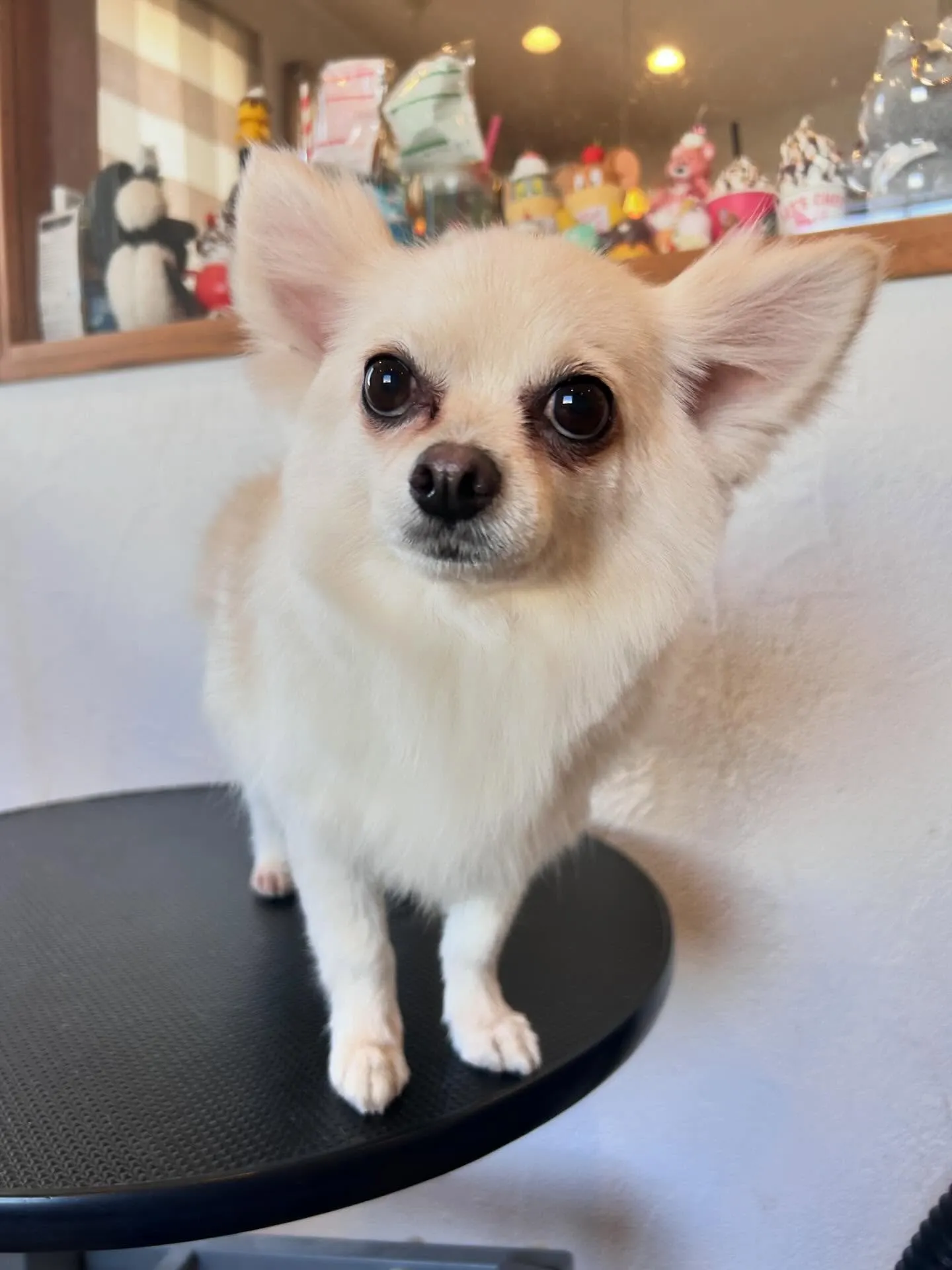 かわいいワンちゃんたちがトリミングに来てくれました✨