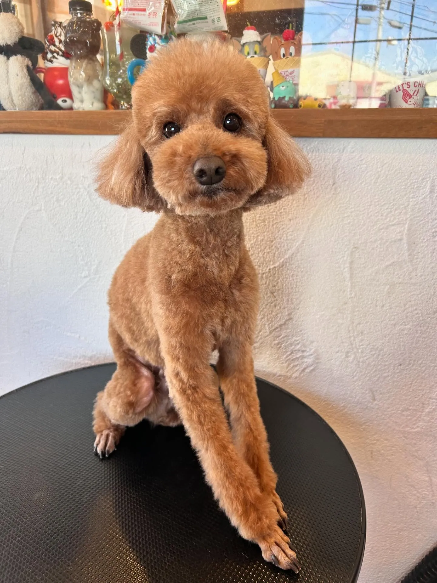 かわいいワンちゃんたちがトリミングに来てくれました✨