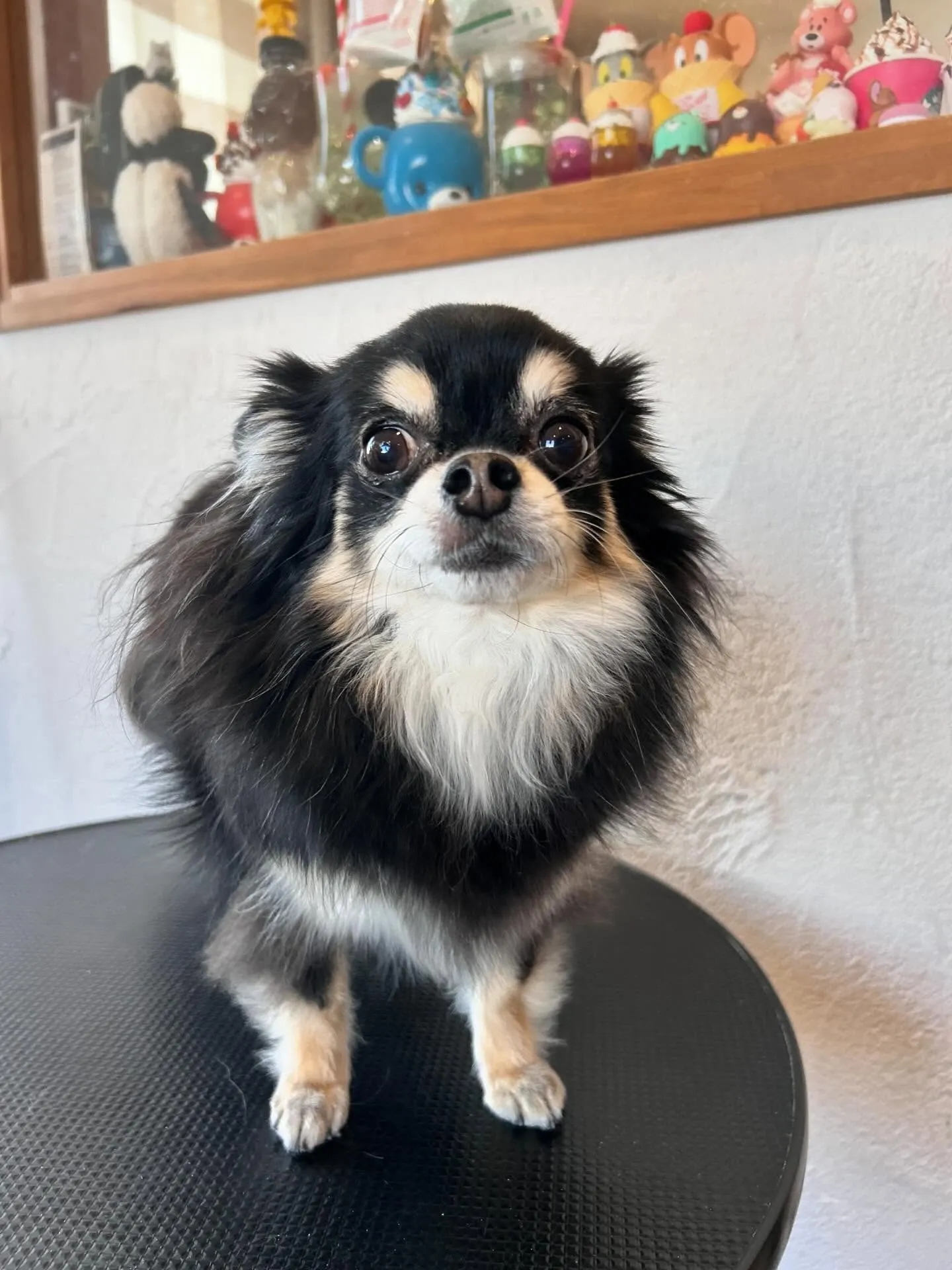 チワワのそらちゃんがアクアゼオ毛抜きコースで抜け毛をすっきり...