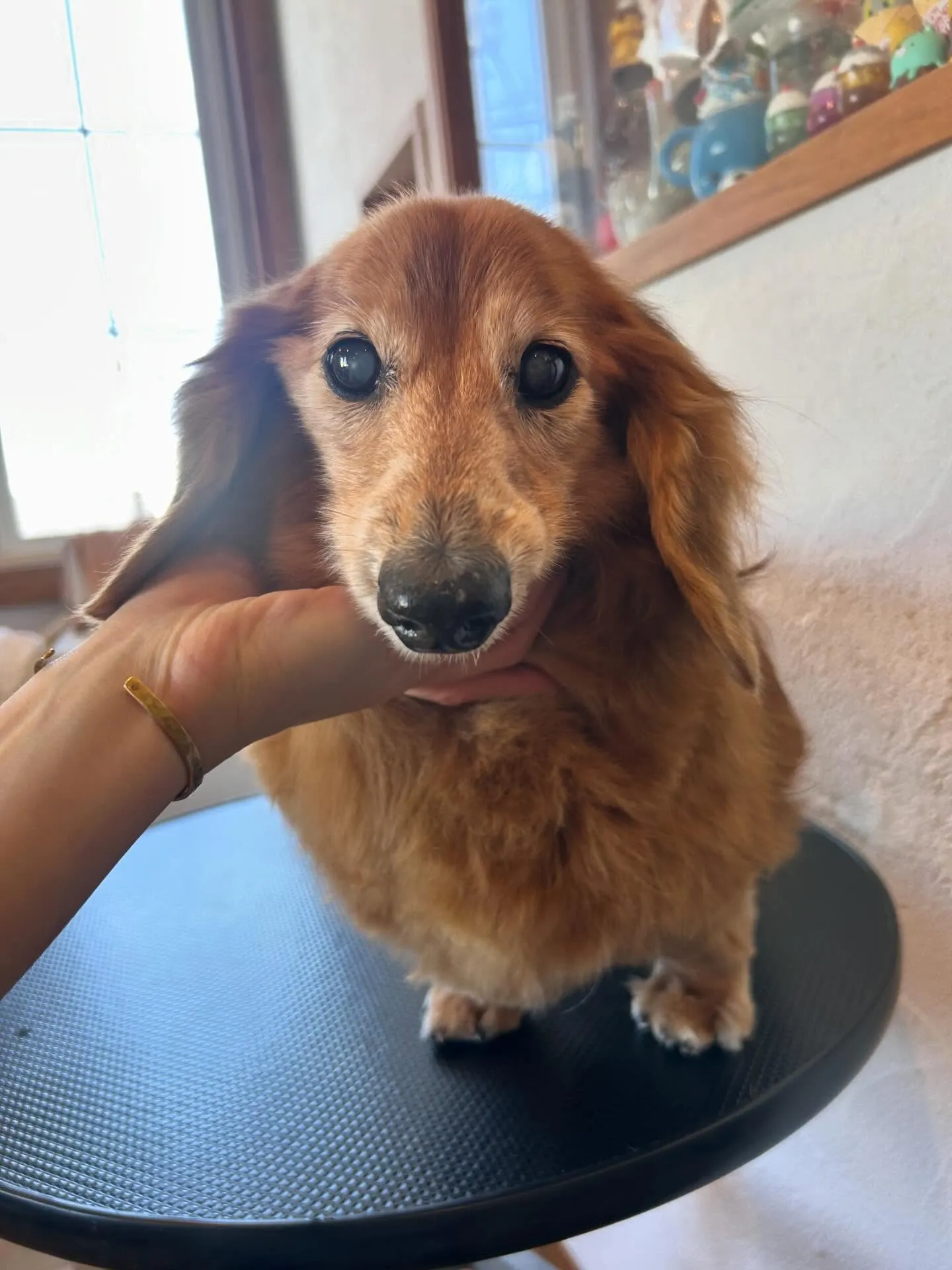 🌟✨ワンちゃんの楽園へようこそ✨🌟