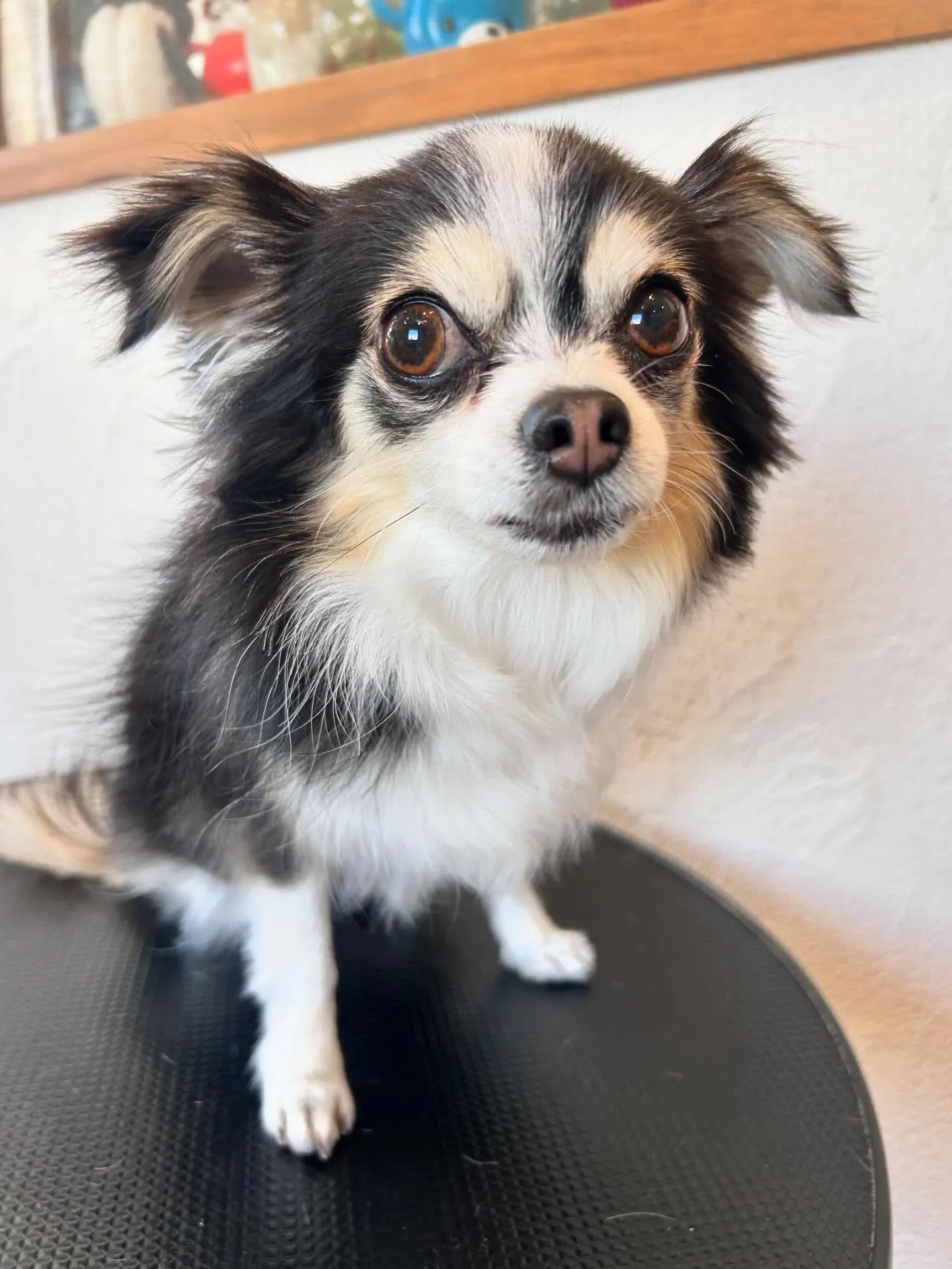 ワンちゃんたちの変身🐾✨