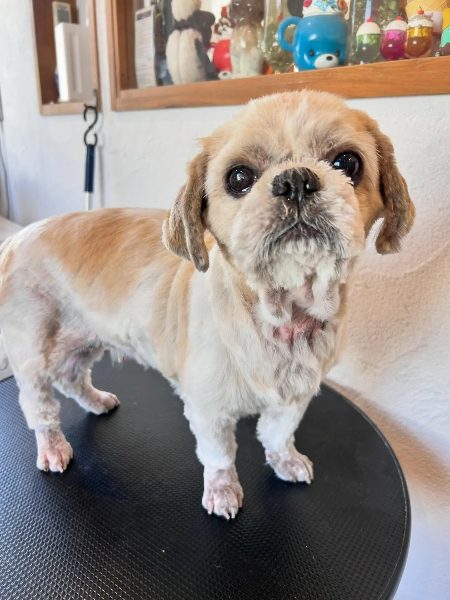 ワンちゃんたちの変身🐾✨