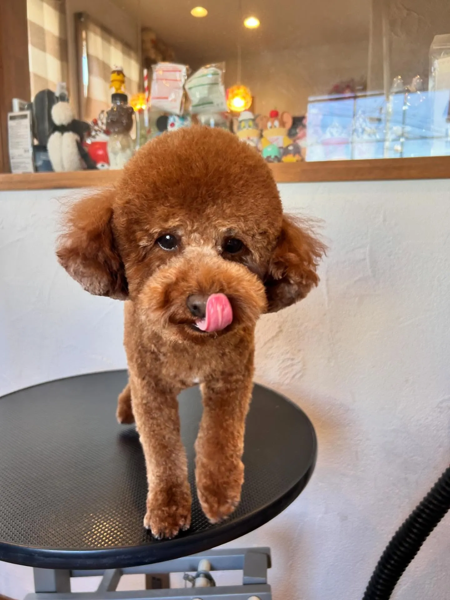 ワンちゃんたちの変身🐾✨