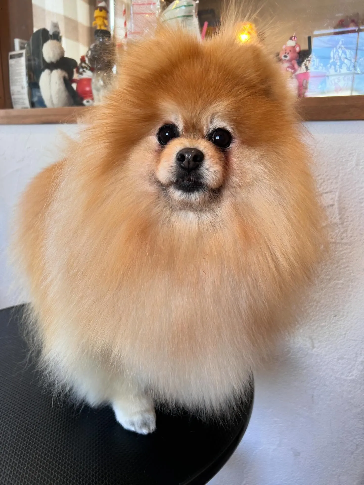 🐶✨トリミングサロンの素敵なお客様たちをご紹介します!