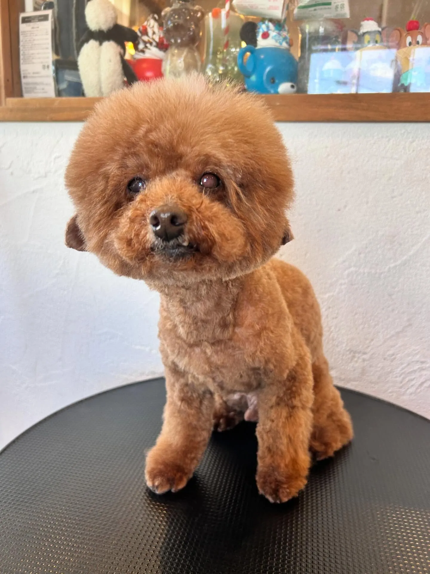 🐶✨トリミングサロンの素敵なお客様たちをご紹介します!