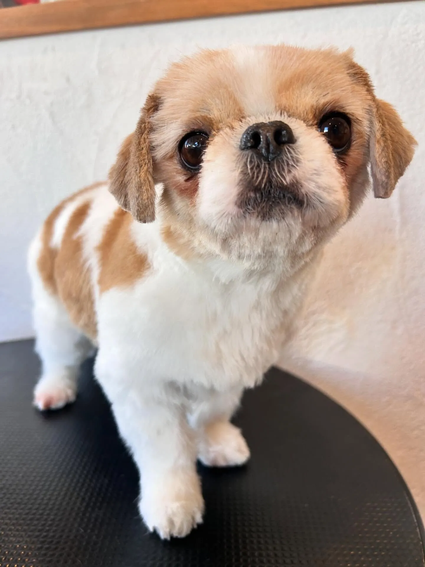 🐶✨トリミングサロンの素敵なお客様たちをご紹介します!