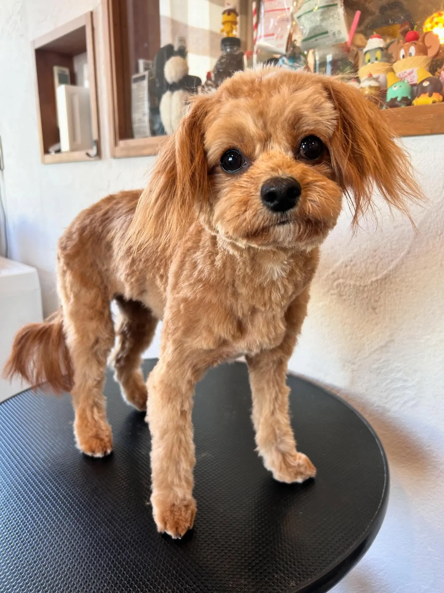 🐶✨トリミングサロンの素敵なお客様たちをご紹介します!