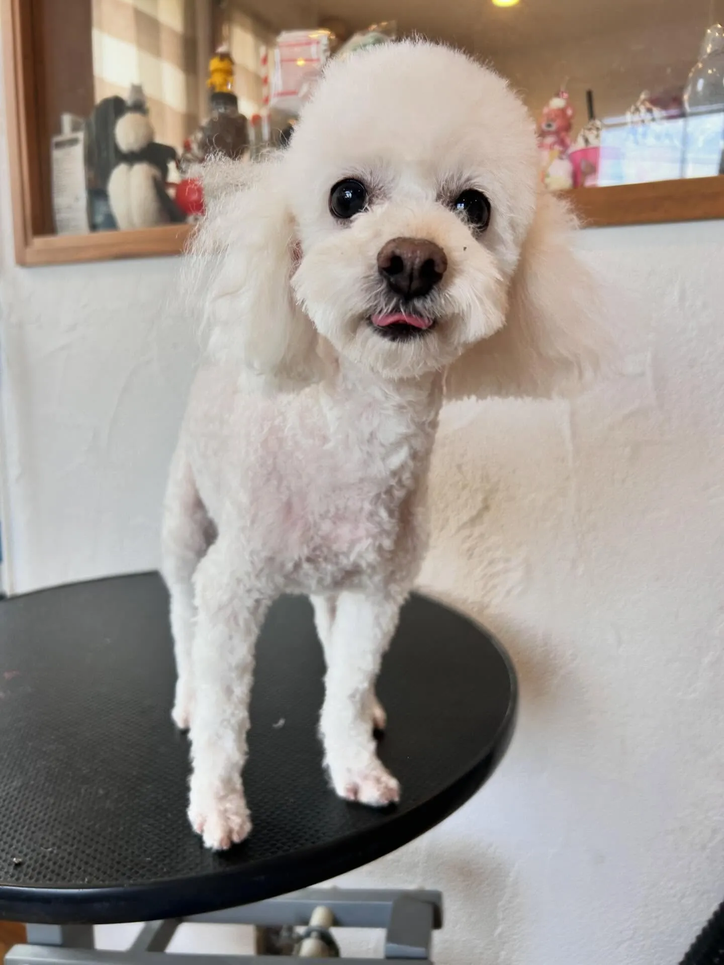 愛らしいお客様をたくさんご紹介します🐶💕