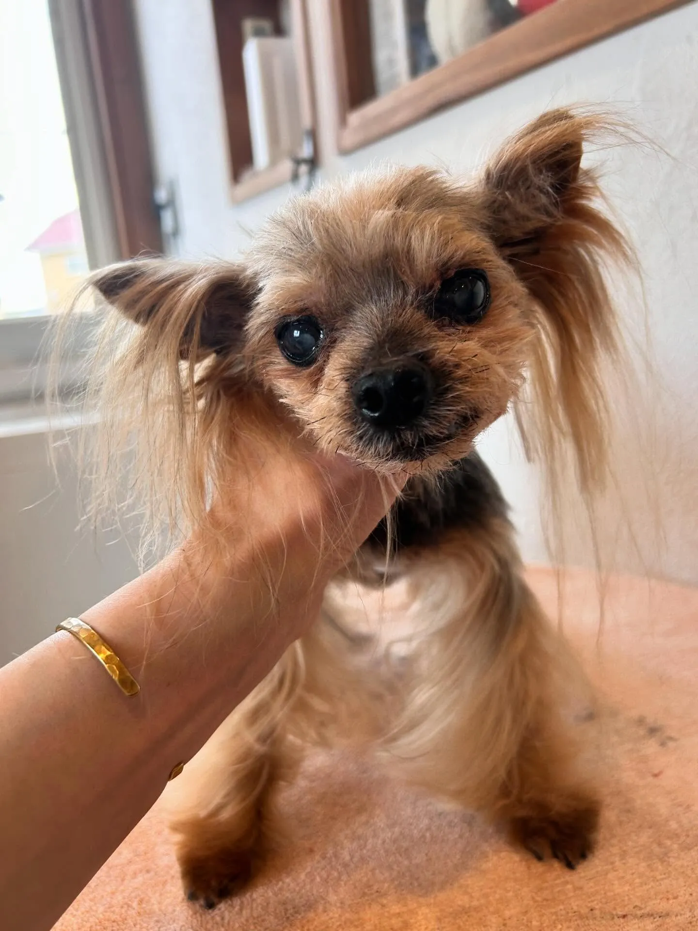 愛らしいお客様をたくさんご紹介します🐶💕