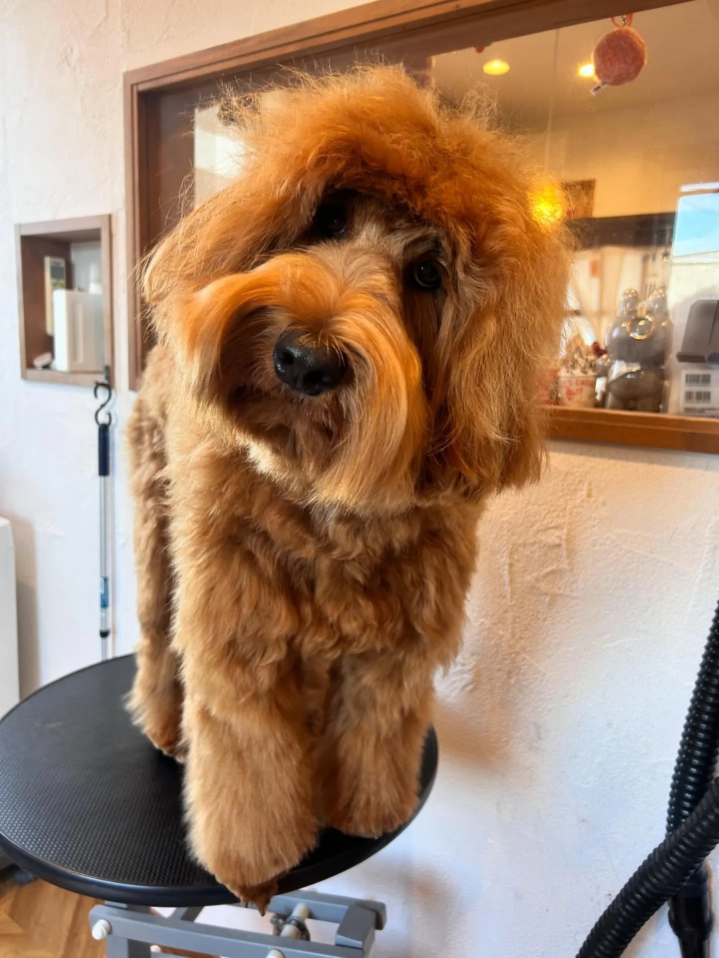 愛らしいお客様をたくさんご紹介します🐶💕