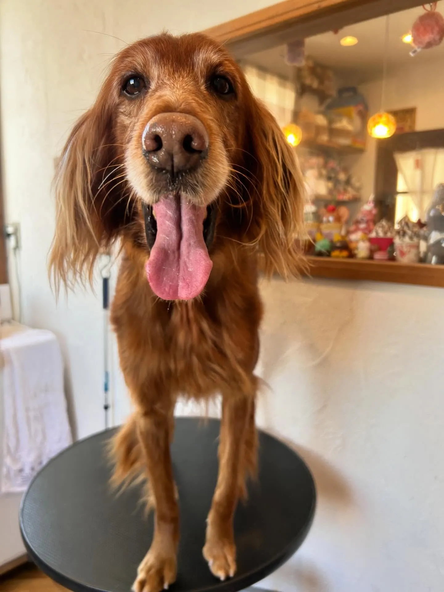 サロンはワンちゃんたちで大賑わい!🐶✨