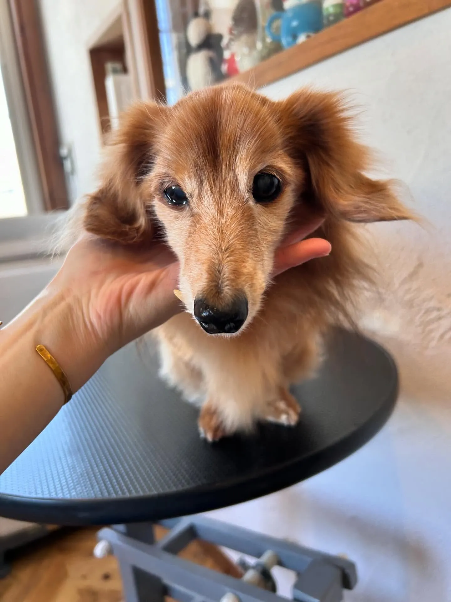 サロンはワンちゃんたちで大賑わい!🐶✨