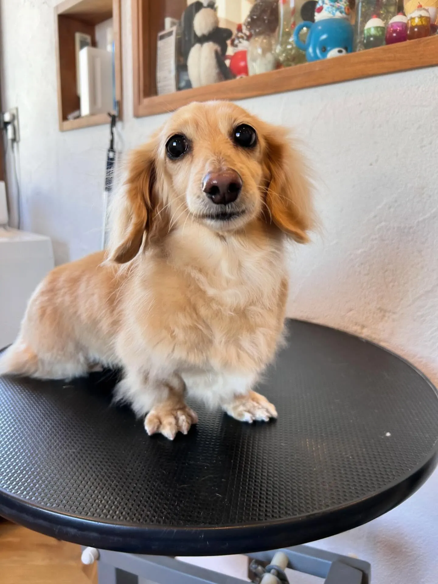 サロンはワンちゃんたちで大賑わい!🐶✨