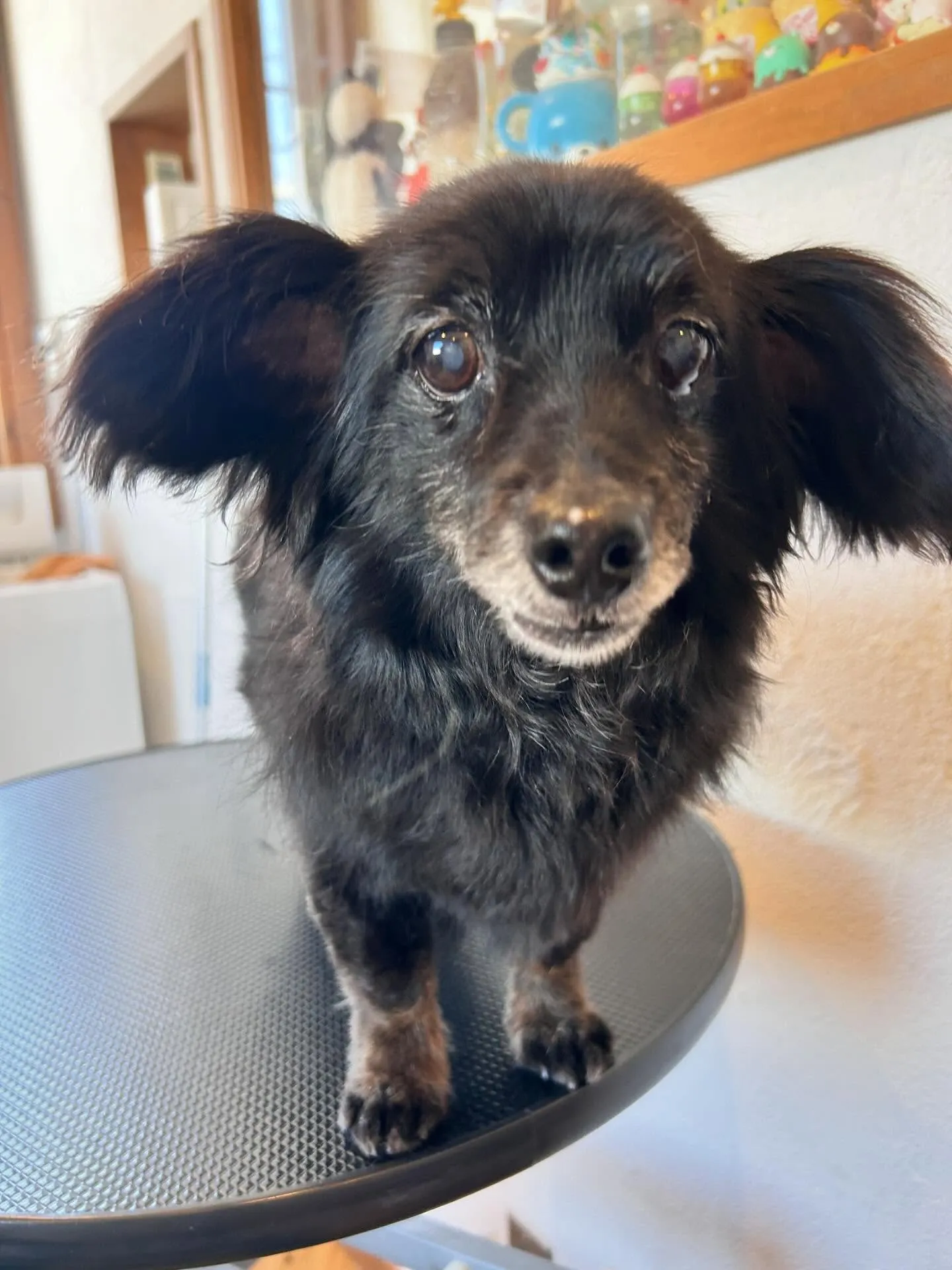 サロンはワンちゃんたちで大賑わい!🐶✨