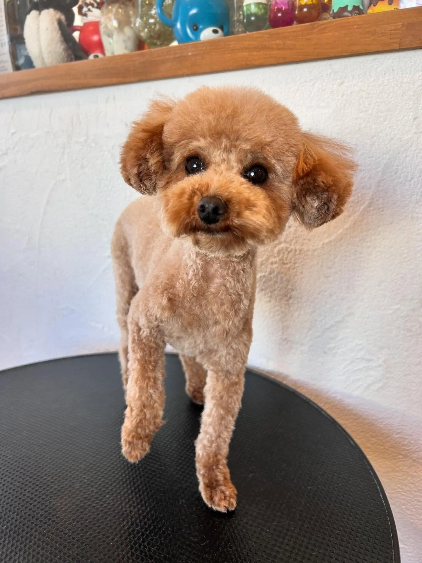 サロンはワンちゃんたちで大賑わい!🐶✨