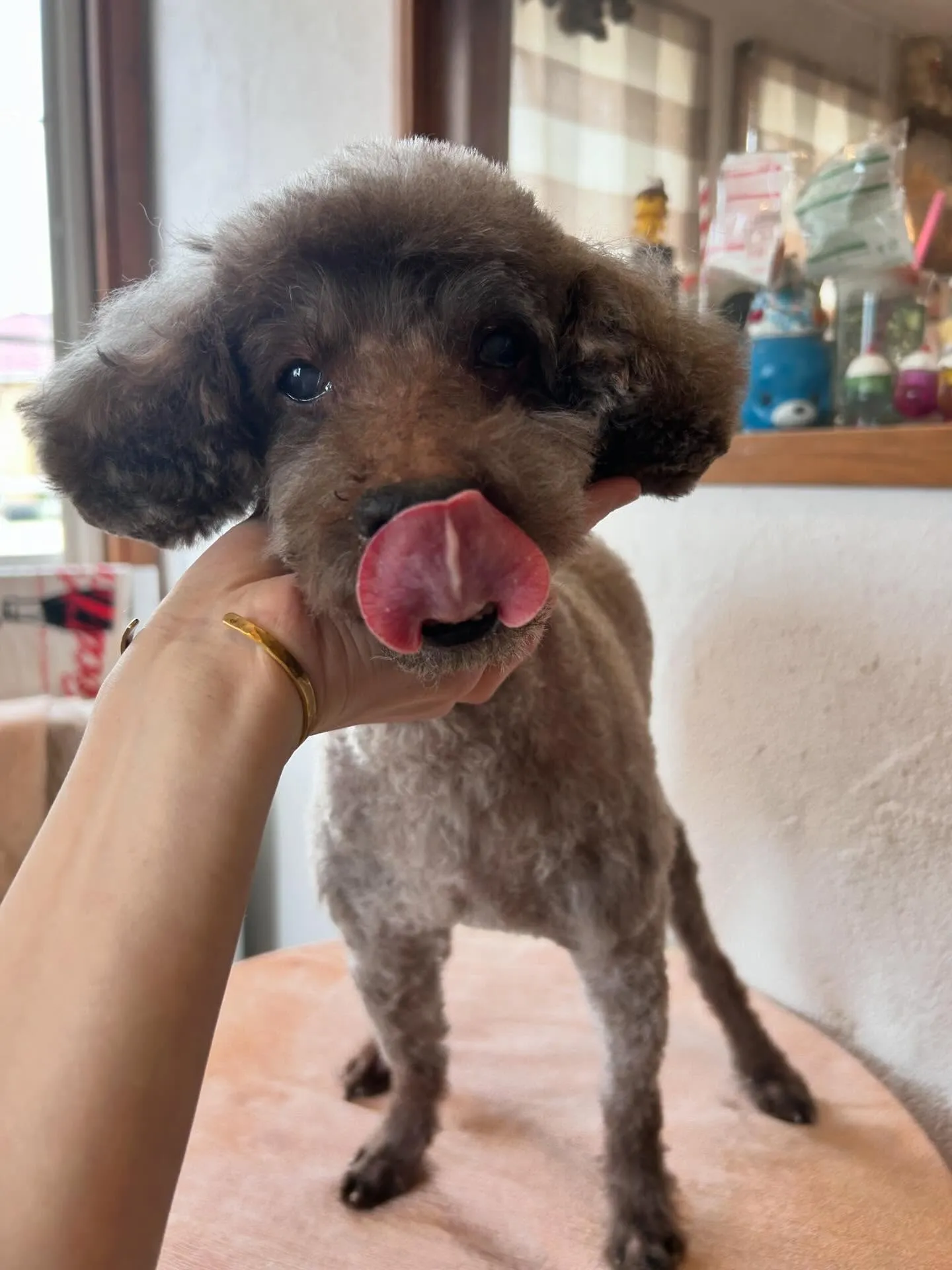 トリミングサロンから素敵なわんちゃんたちの写真をお届け!✨