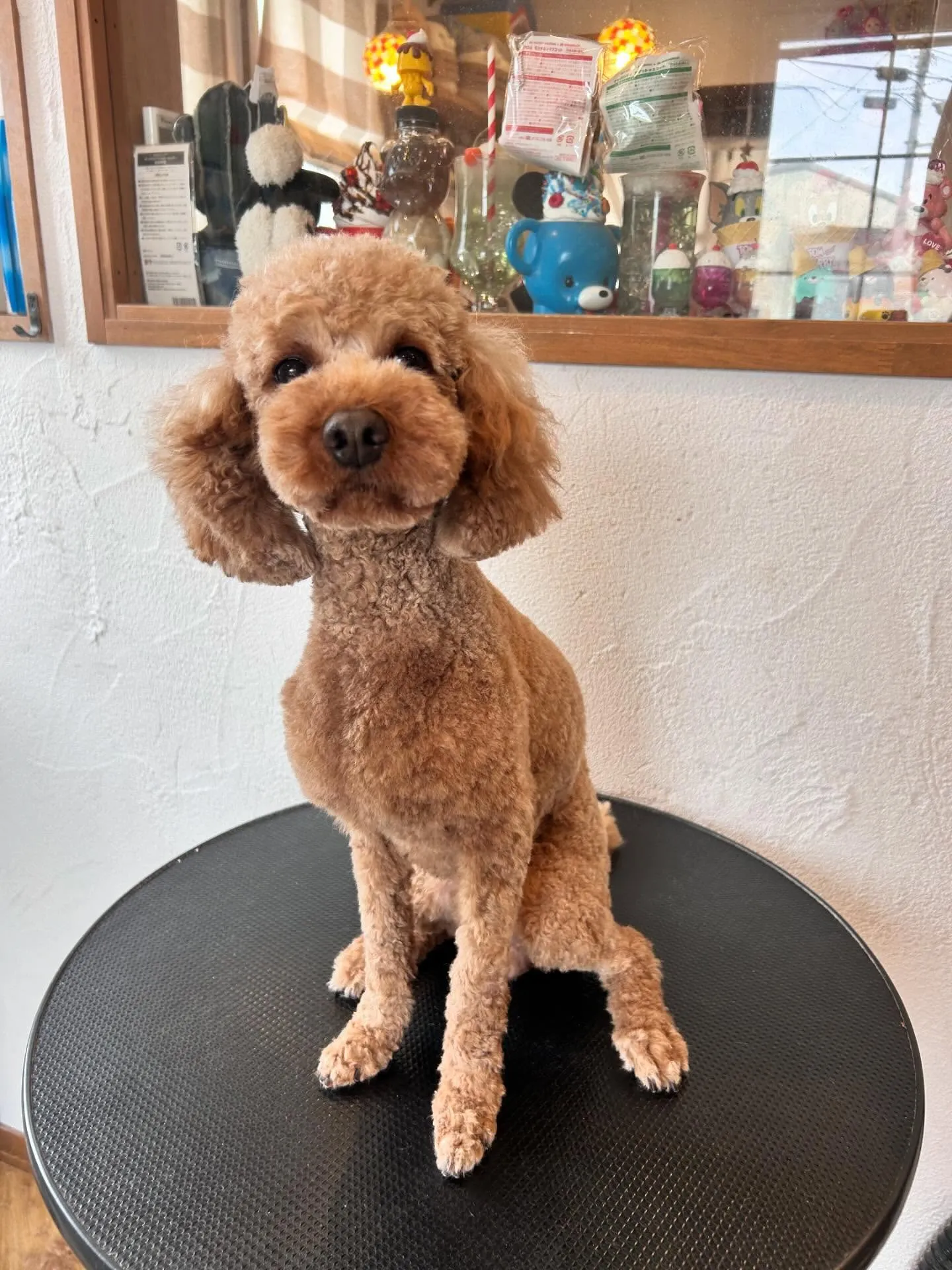 トリミングサロンから素敵なわんちゃんたちの写真をお届け!✨