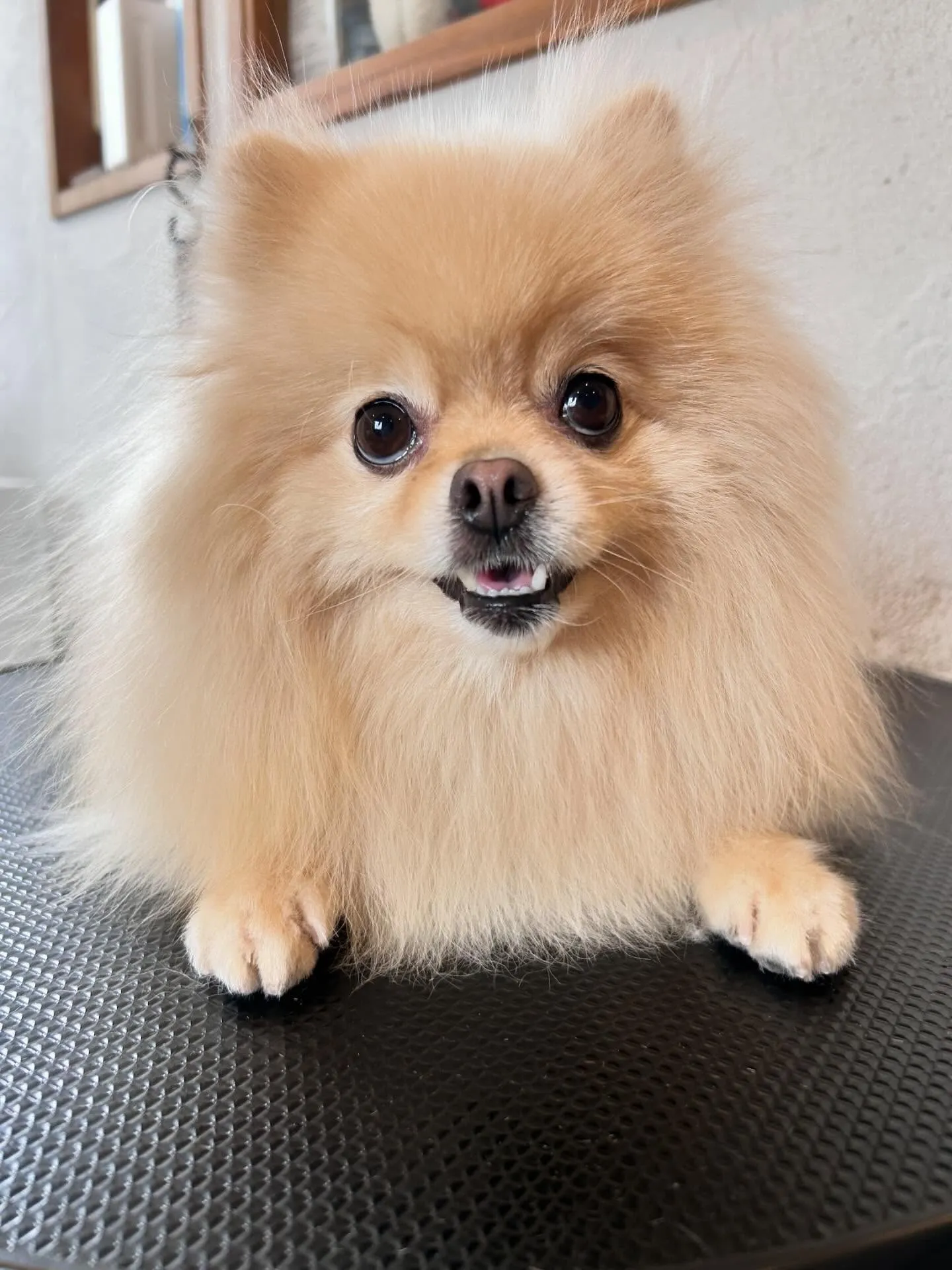 トリミングサロンから素敵なわんちゃんたちの写真をお届け!✨