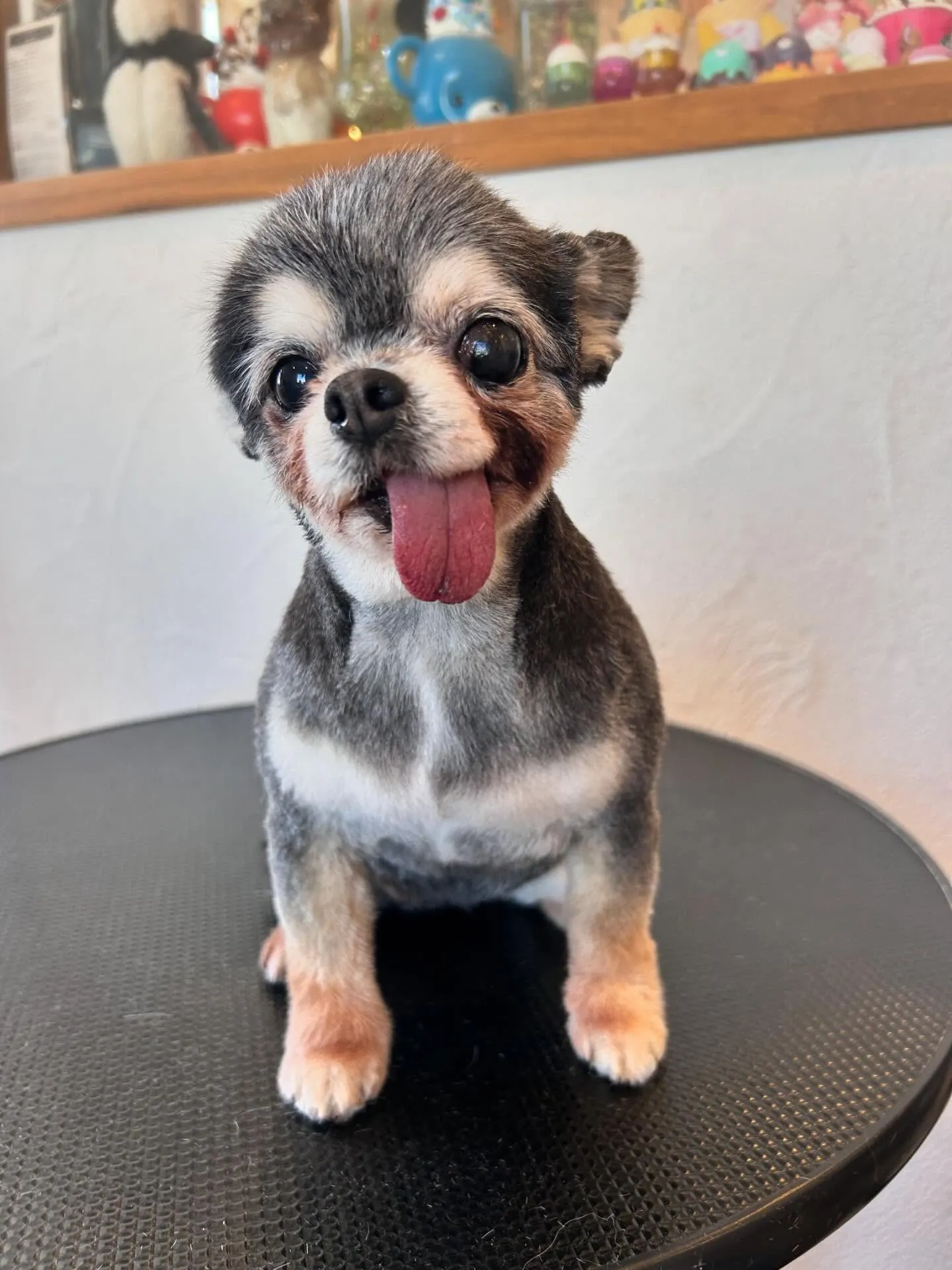 ワンちゃんたちのすっきりした姿をご覧ください✨