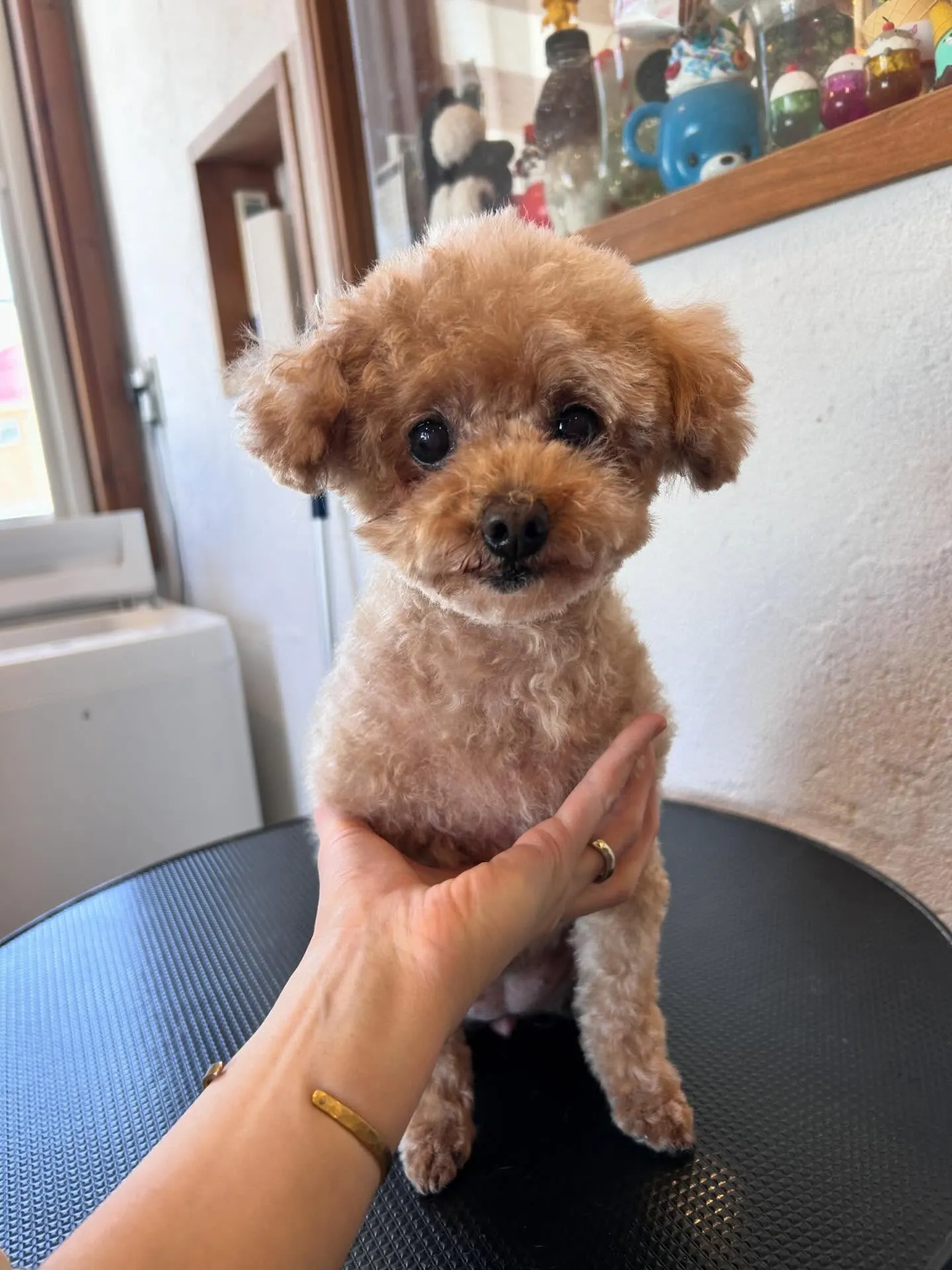 ワンちゃんたちのすっきりした姿をご覧ください✨