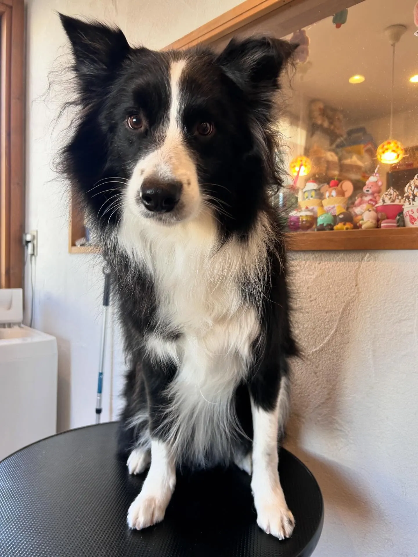 ワンちゃんたちのすっきりした姿をご覧ください✨