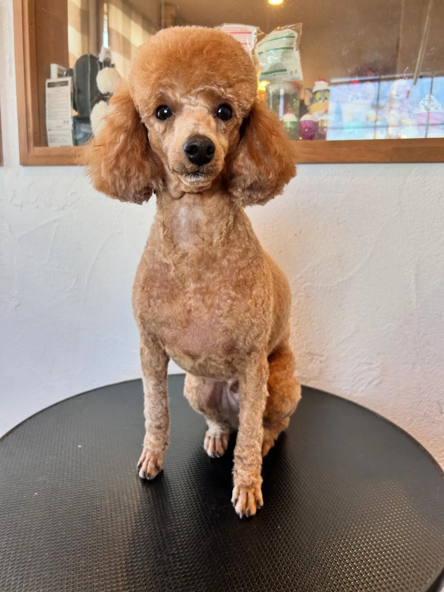 ワンちゃんたちのすっきりした姿をご覧ください✨