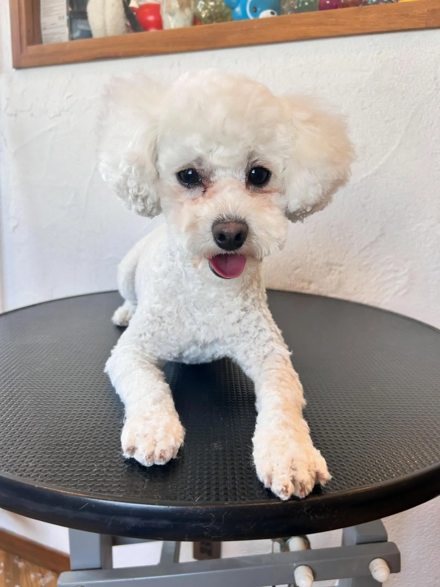 🐾✨ かわいいワンちゃんたちがさっぱり変身しました!