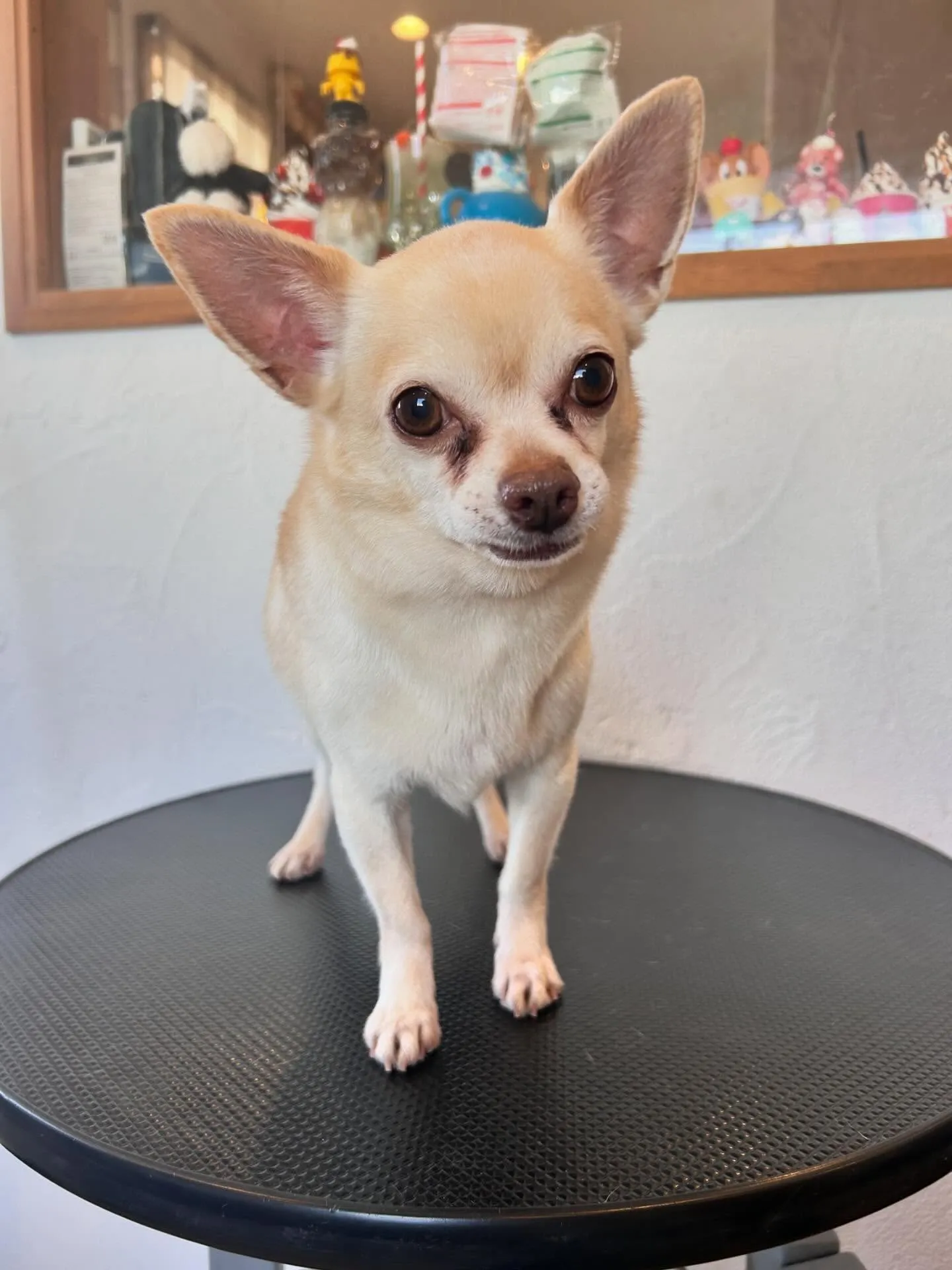 🐾✨ かわいいワンちゃんたちがさっぱり変身しました!