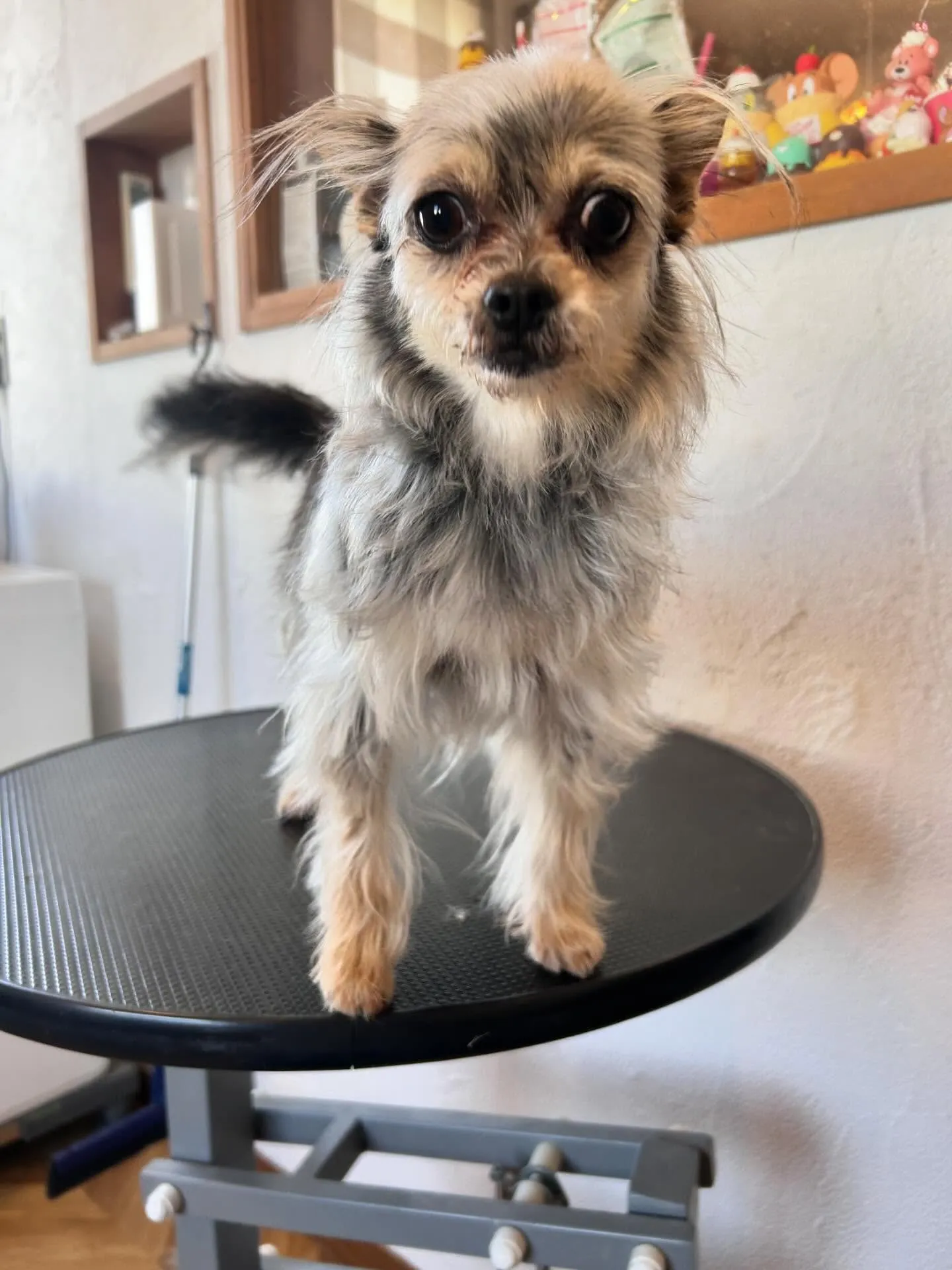 🐾✨ かわいいワンちゃんたちがさっぱり変身しました!