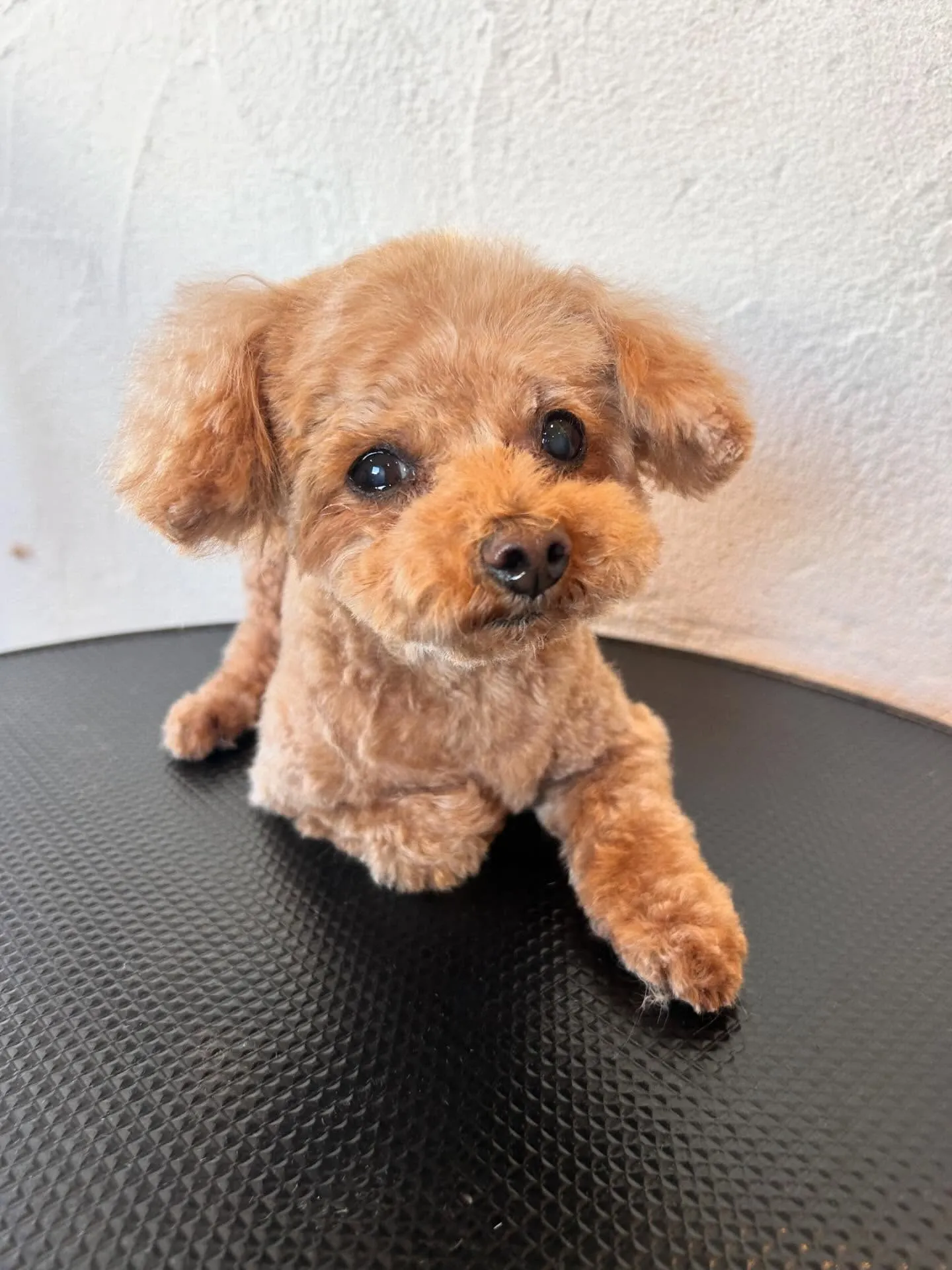 🐾✨ かわいいワンちゃんたちがさっぱり変身しました!