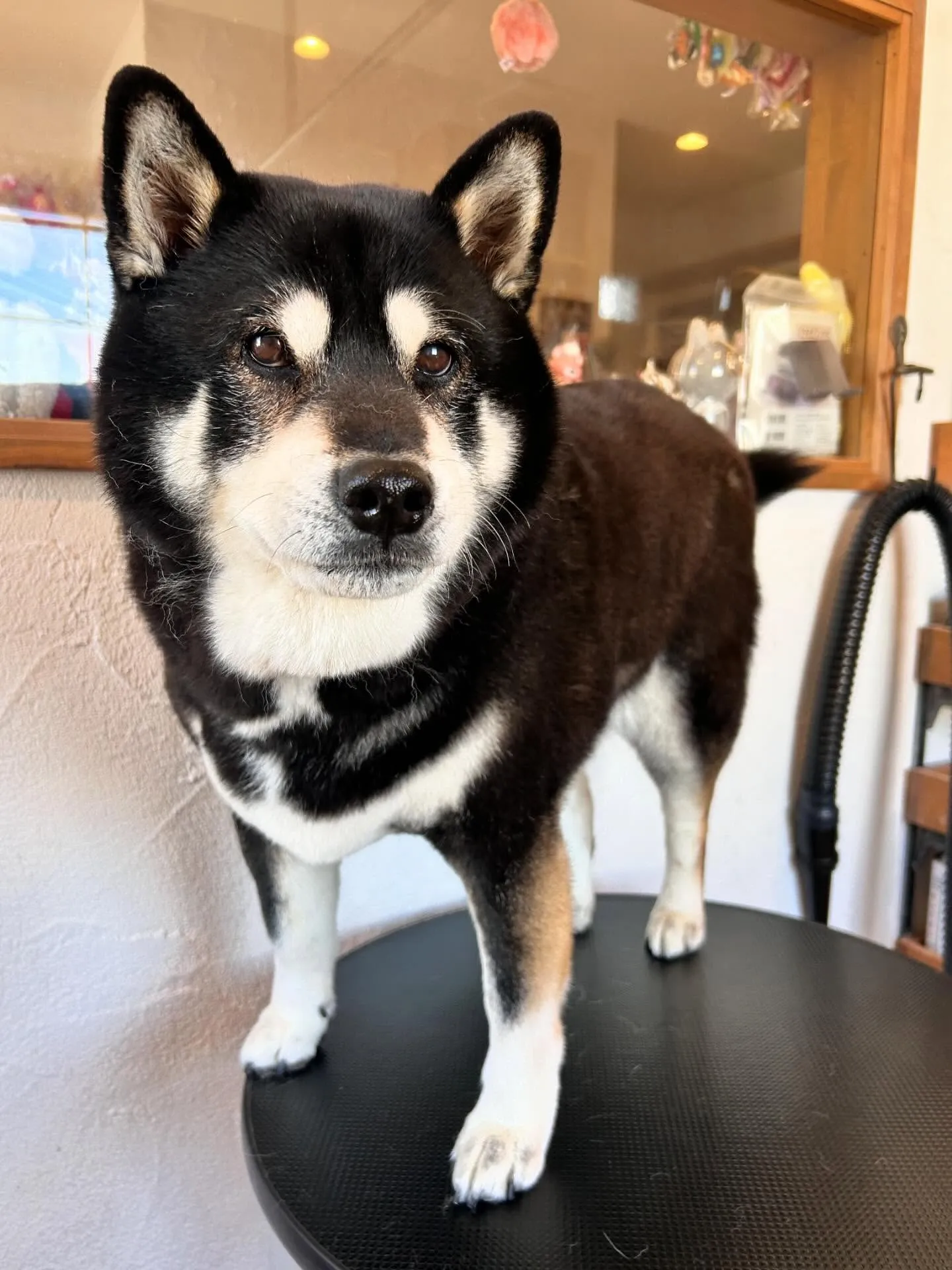 トリミングサロンは元気いっぱいのワンちゃんたちで賑わいました...