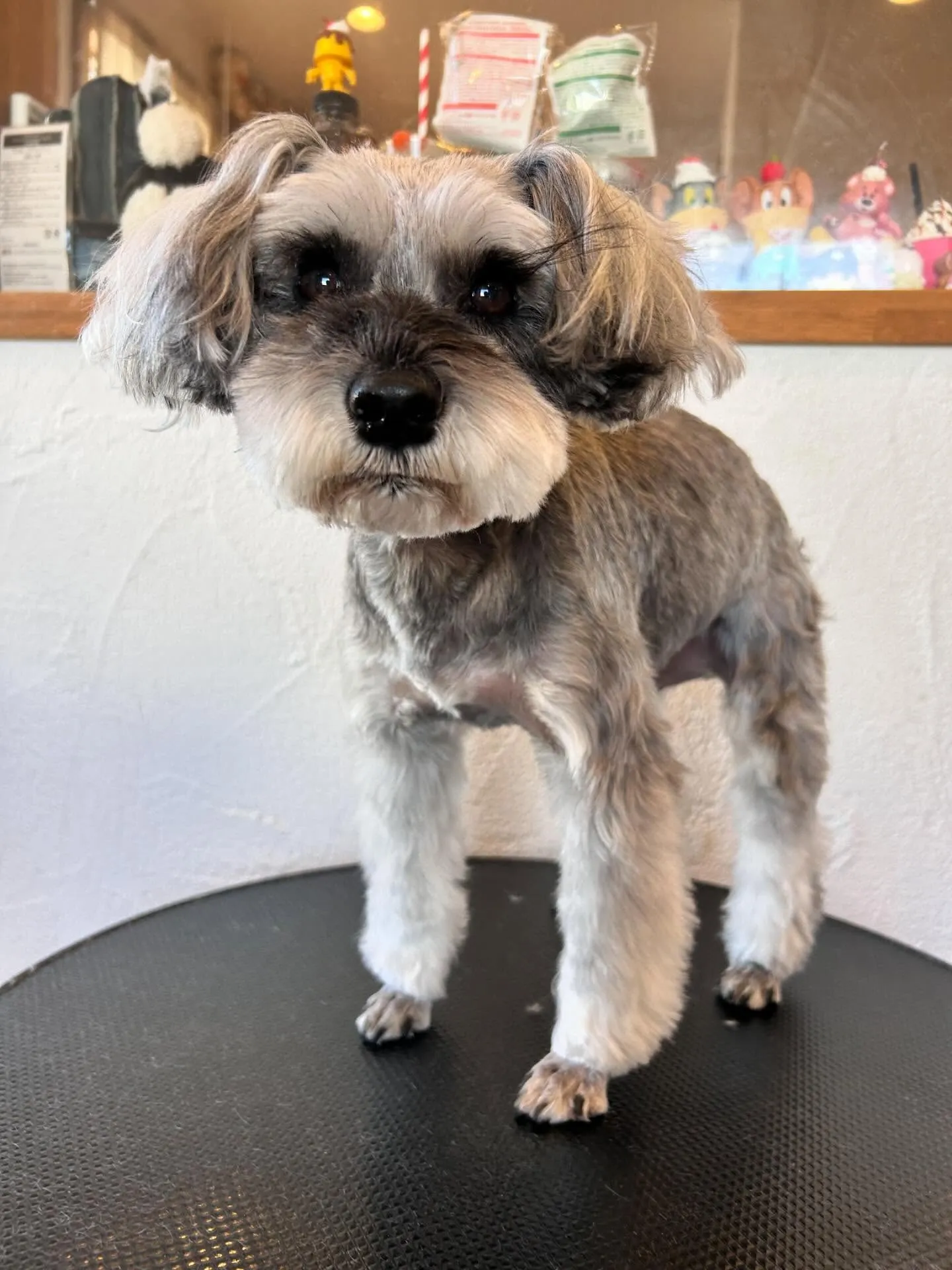 トリミングサロンは元気いっぱいのワンちゃんたちで賑わいました...