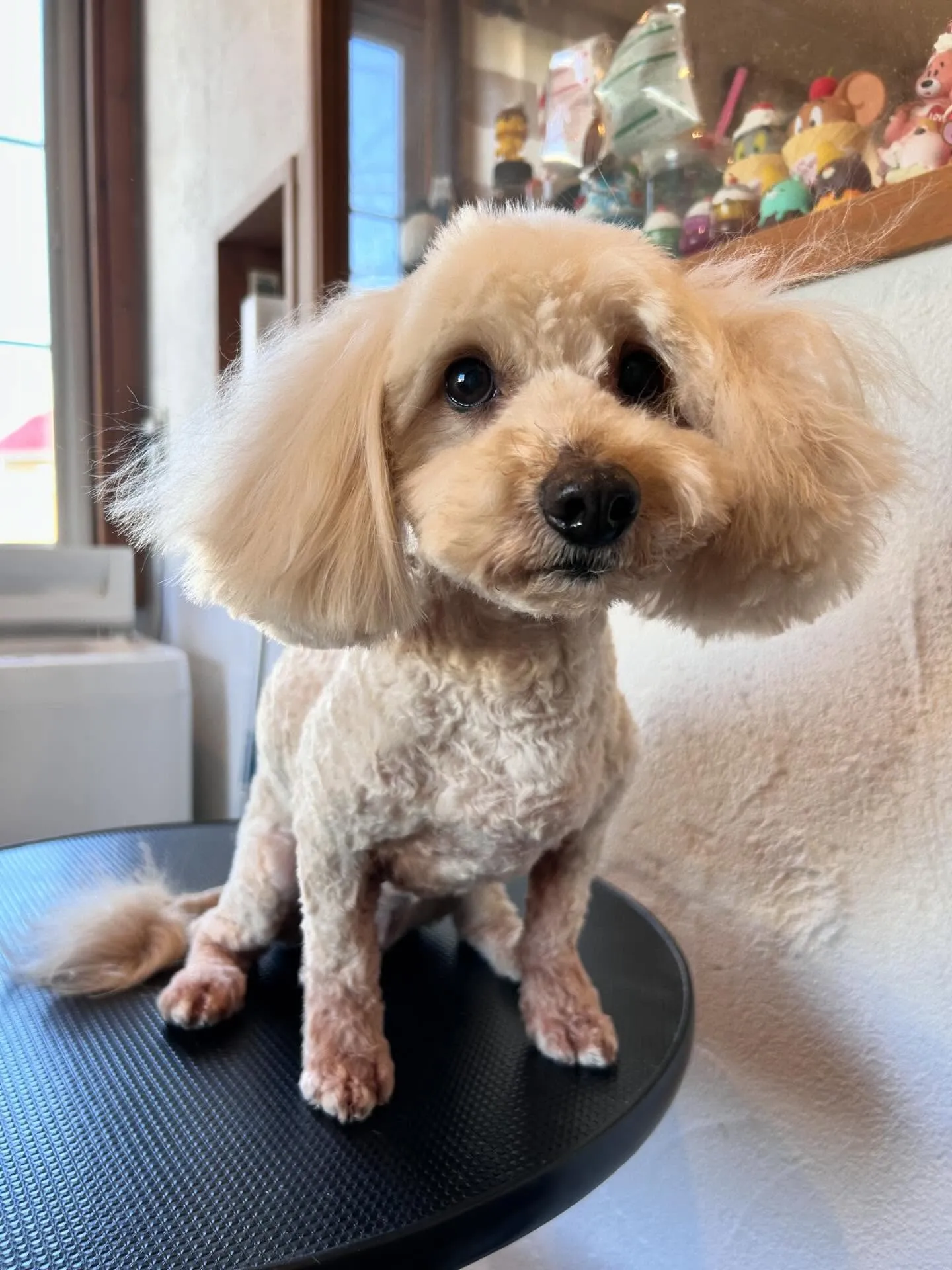 トリミングサロンは元気いっぱいのワンちゃんたちで賑わいました...