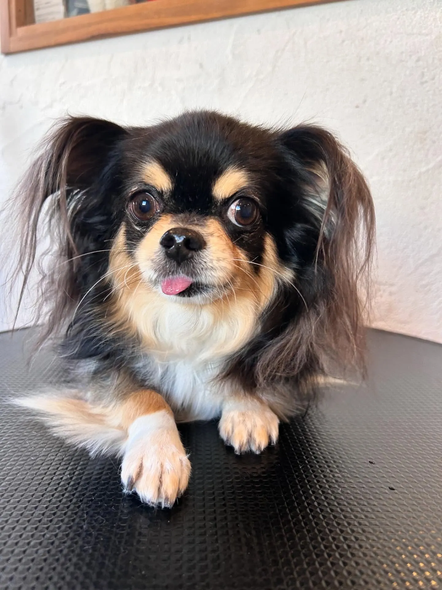 トリミングサロンは元気いっぱいのワンちゃんたちで賑わいました...