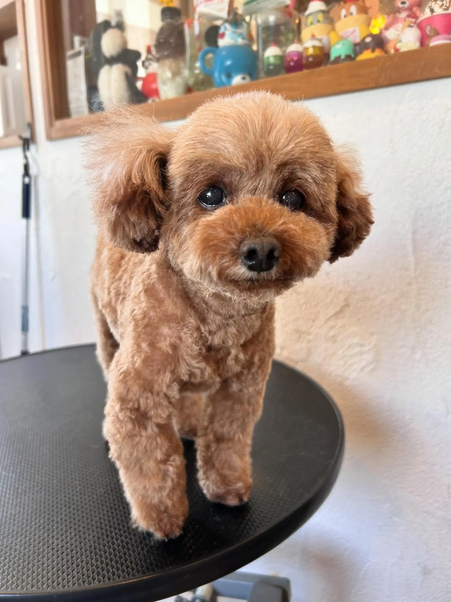 トリミングサロンで素敵なワンちゃんたちをお迎えしました！